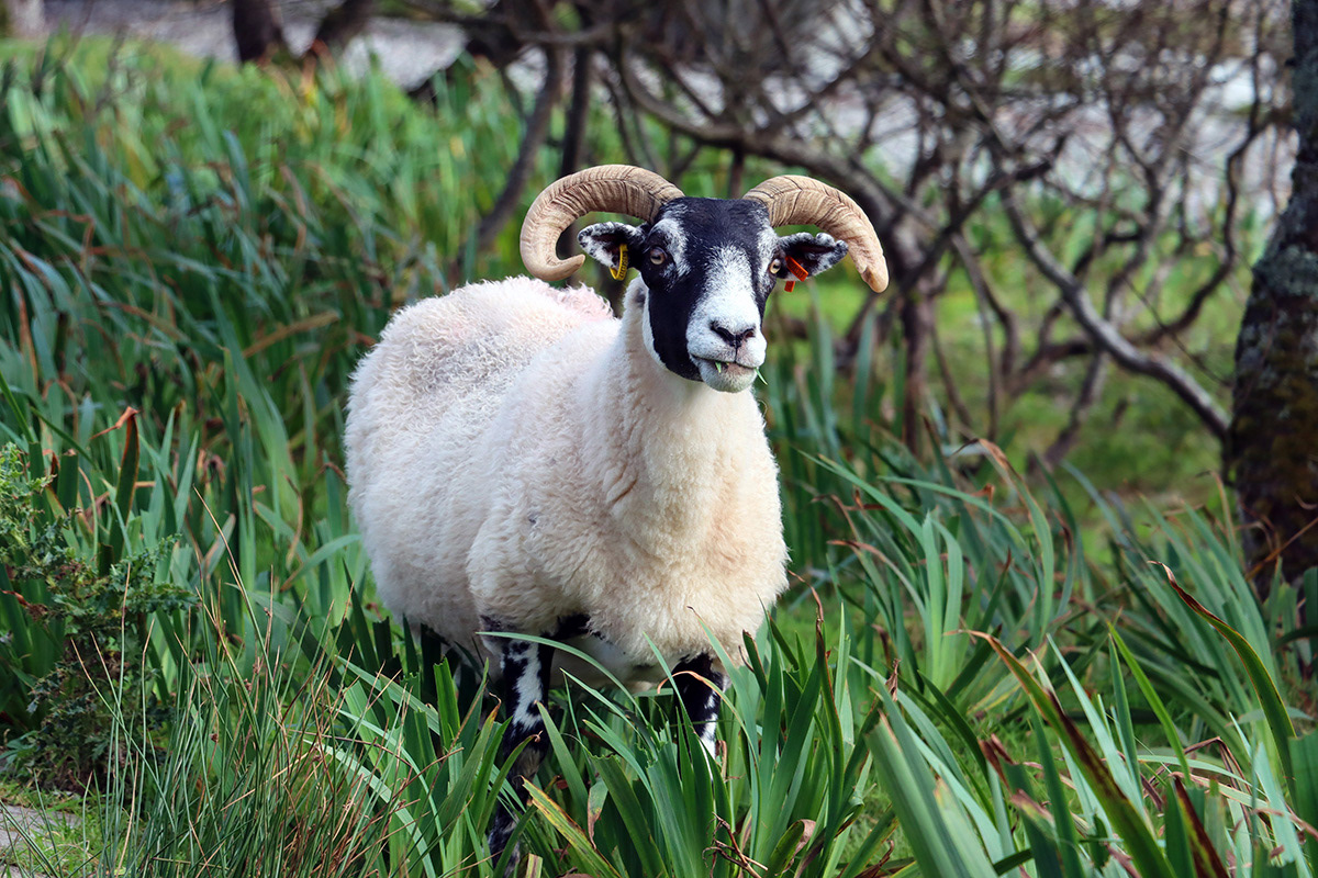 Sheep on Bute