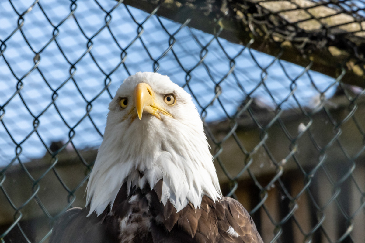 Bald Eagle
