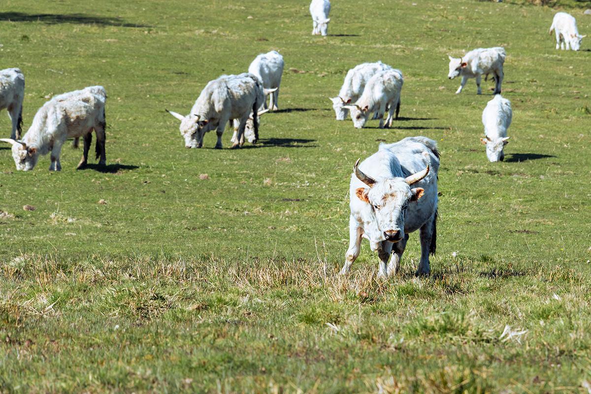 "Don't Annoy The Bull", Wild Cattle, Chillingham Castle