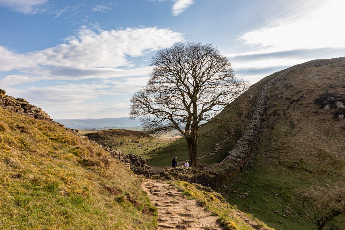 Sycamore Gap, Hadrian's Wall (4)