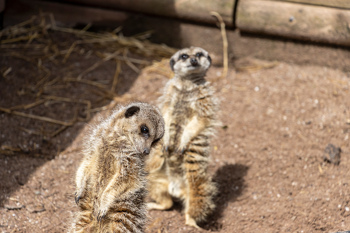 A Coy Meerkat