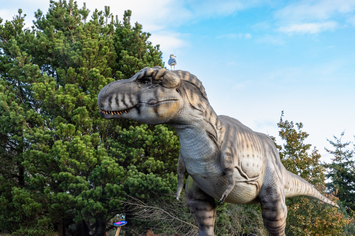 Where did that seagull go?