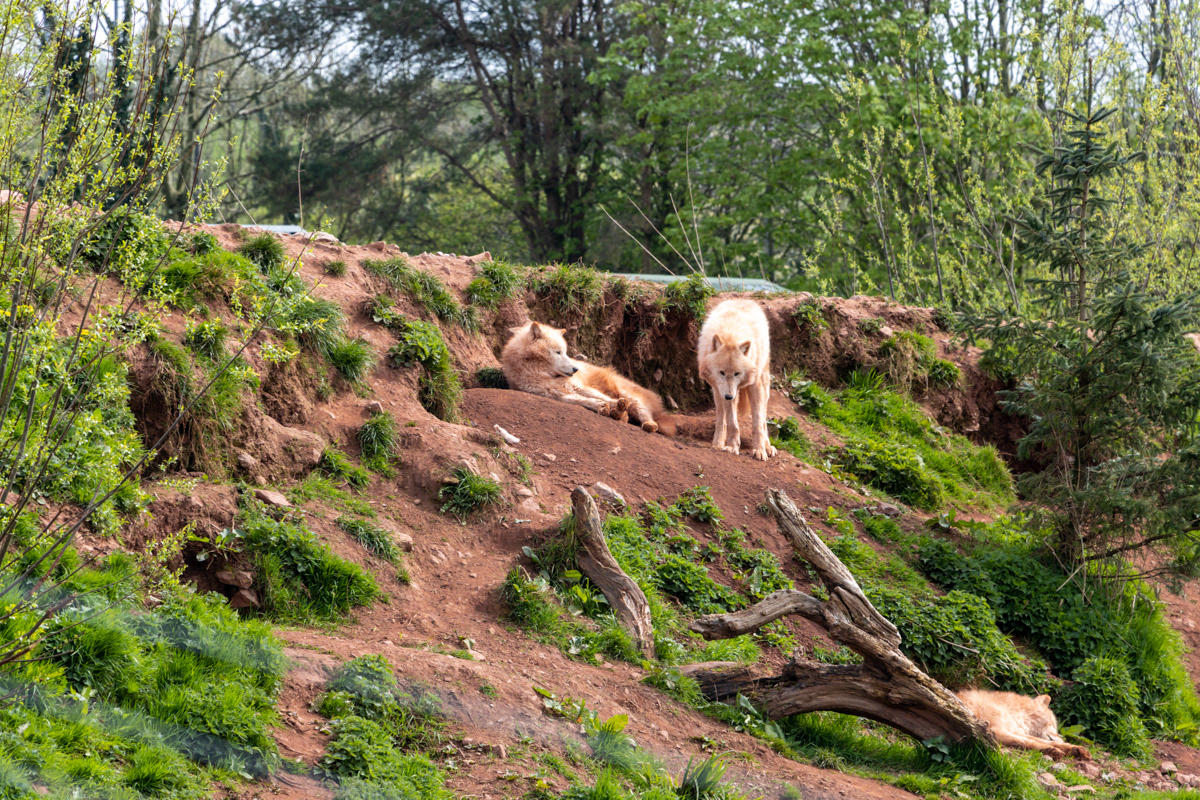 Arctic Wolves (2)