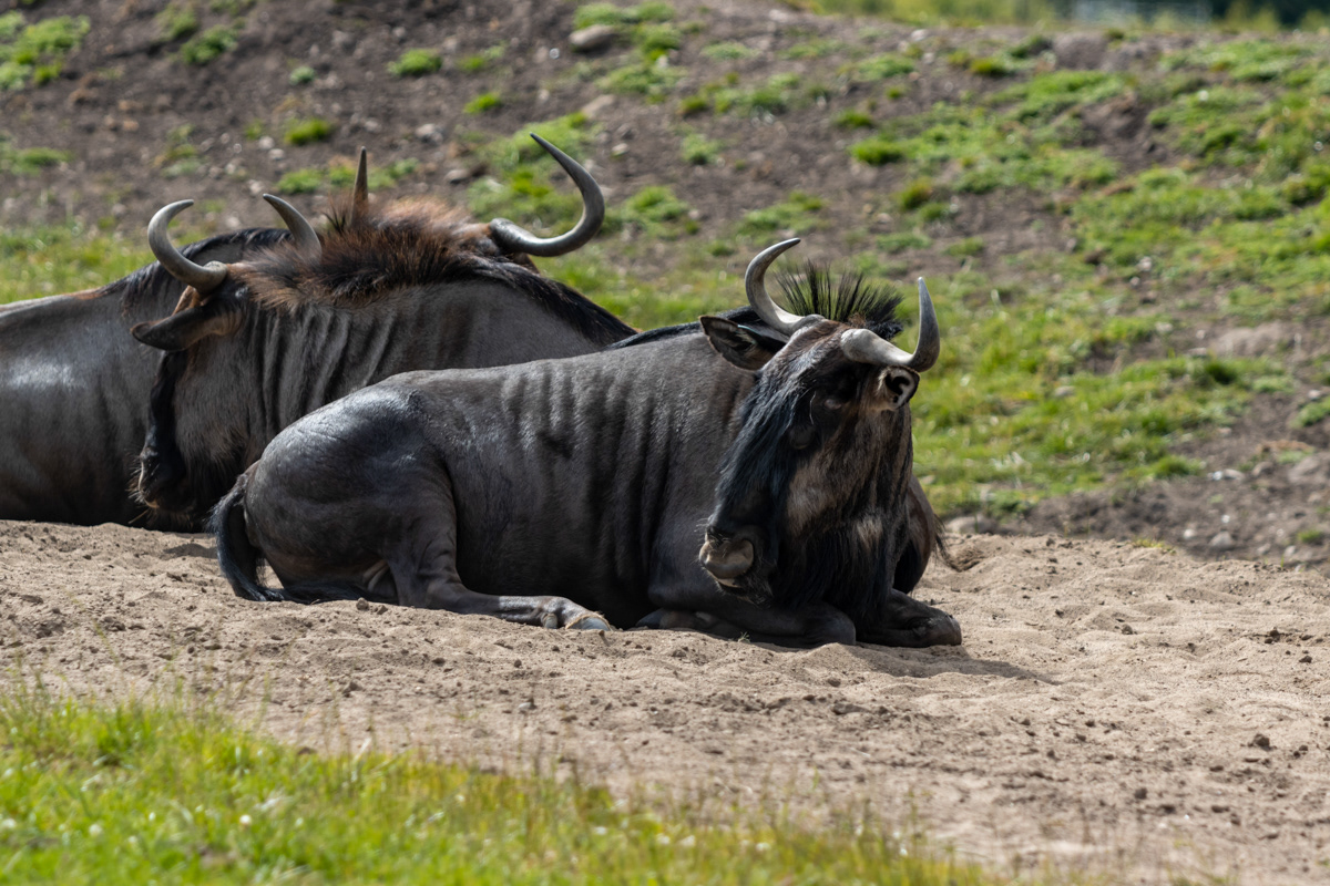 Wildebeest
