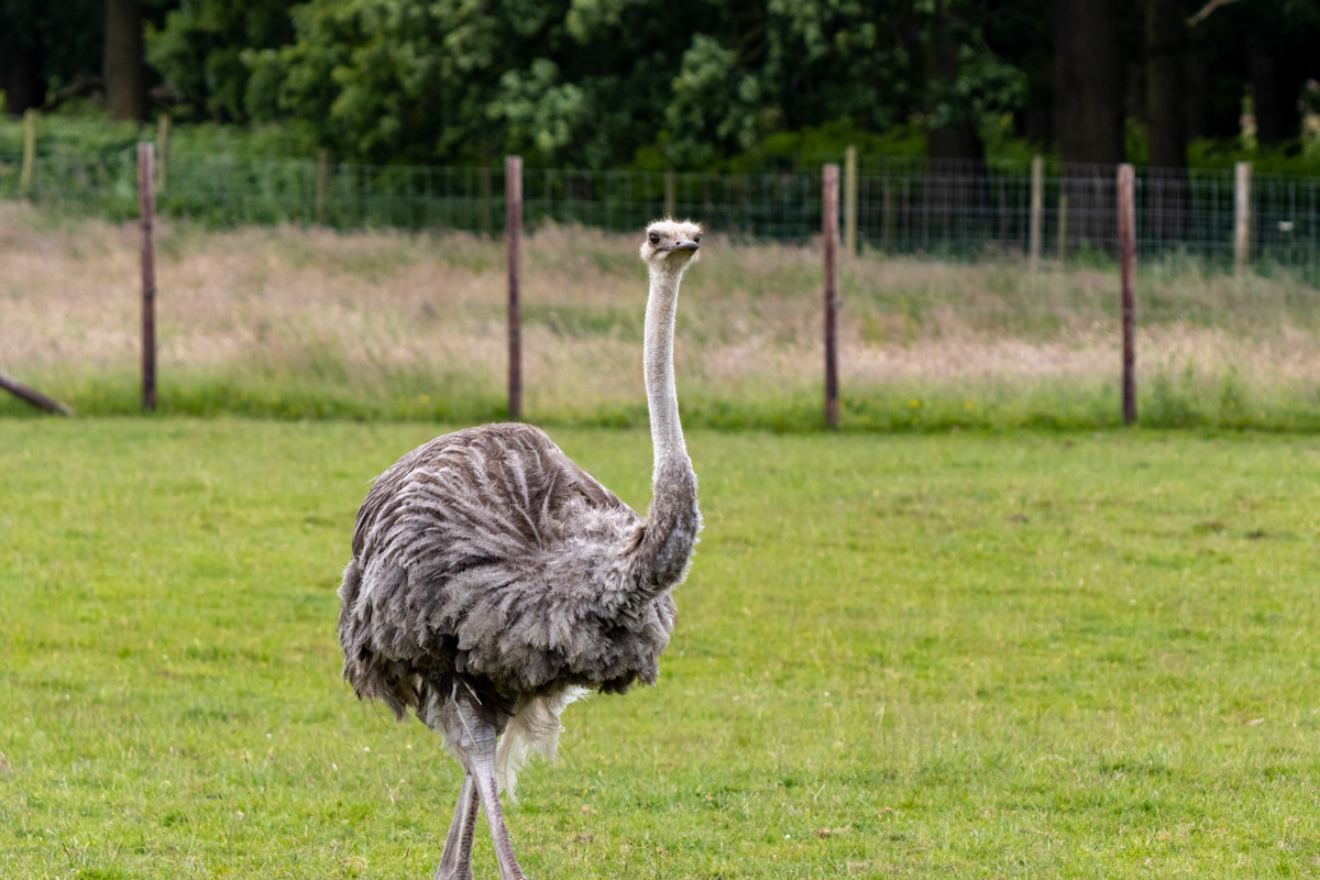 Ostrich