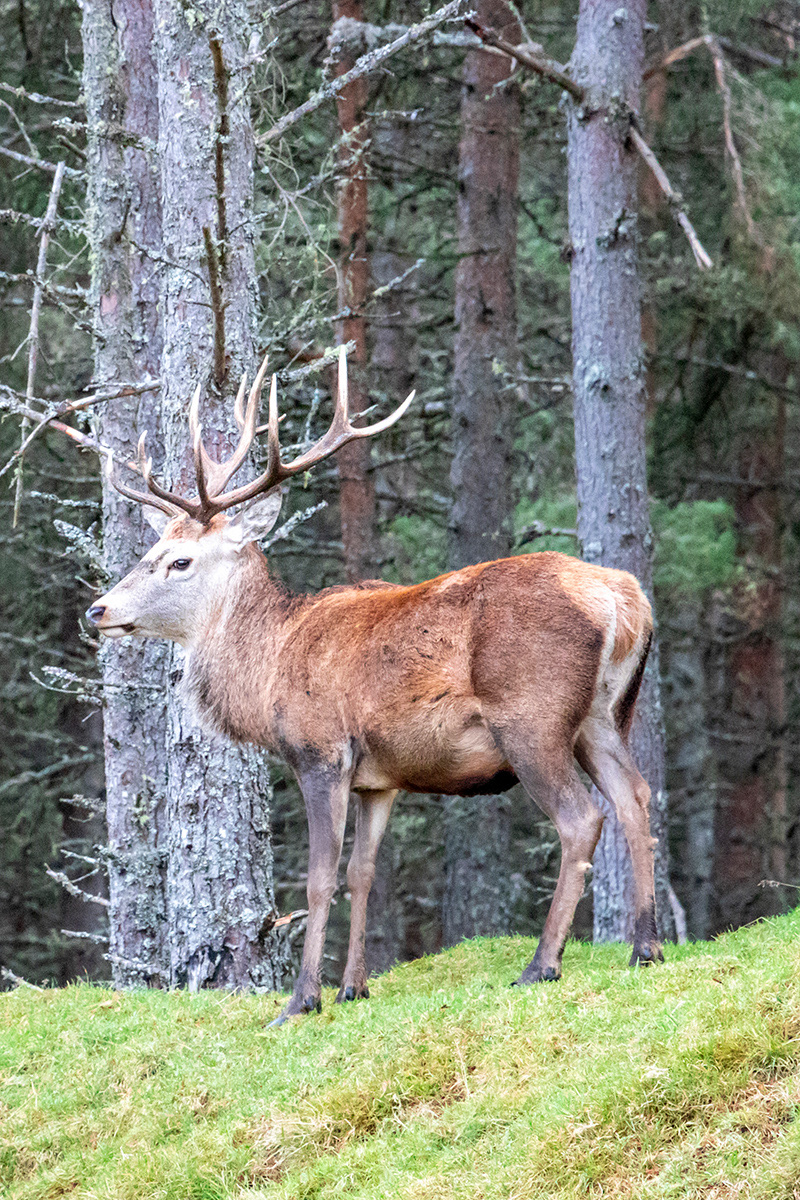 Monarch o' The Glen