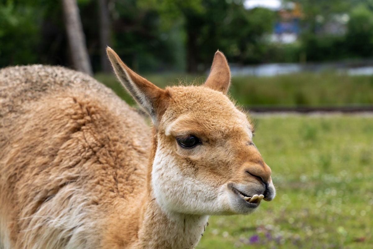 "Oh no, I've got my dad's teeth in, again." Vicuna