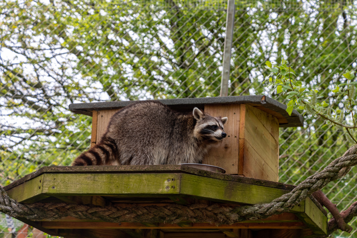Raccoon