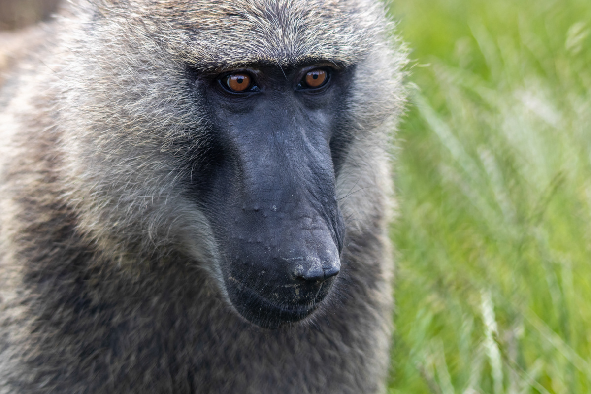 Baboon (3)