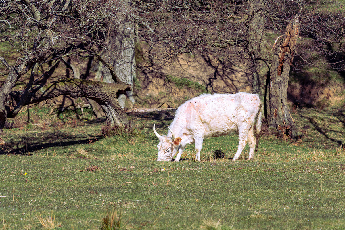 Wild Cattle, Chillingham Castle, Northumberland