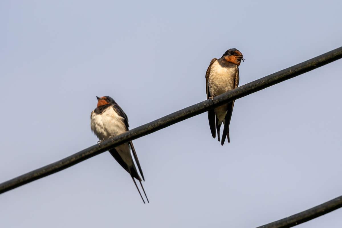 Swallows on the Line