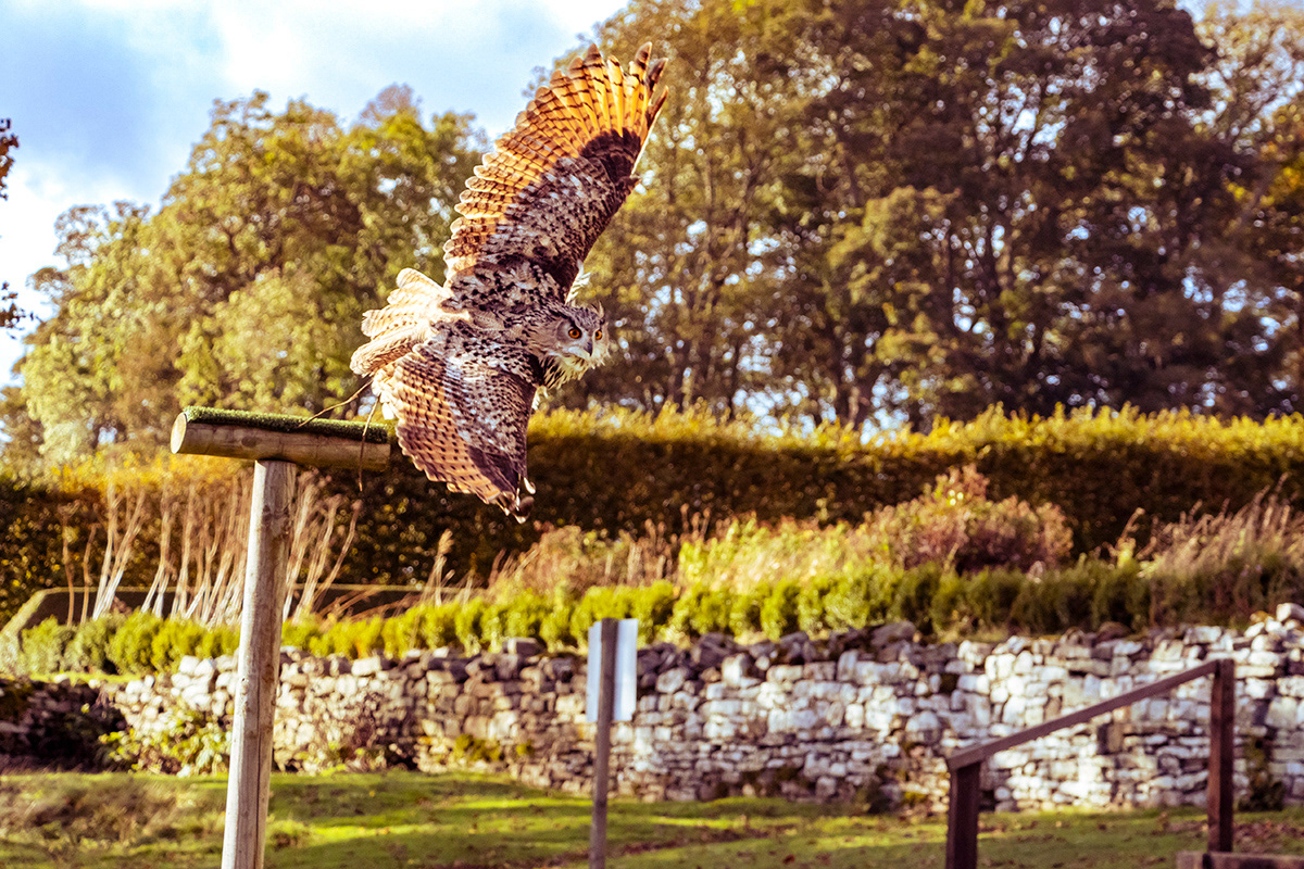 Eurasian Eagle Owl, Bolton Castle