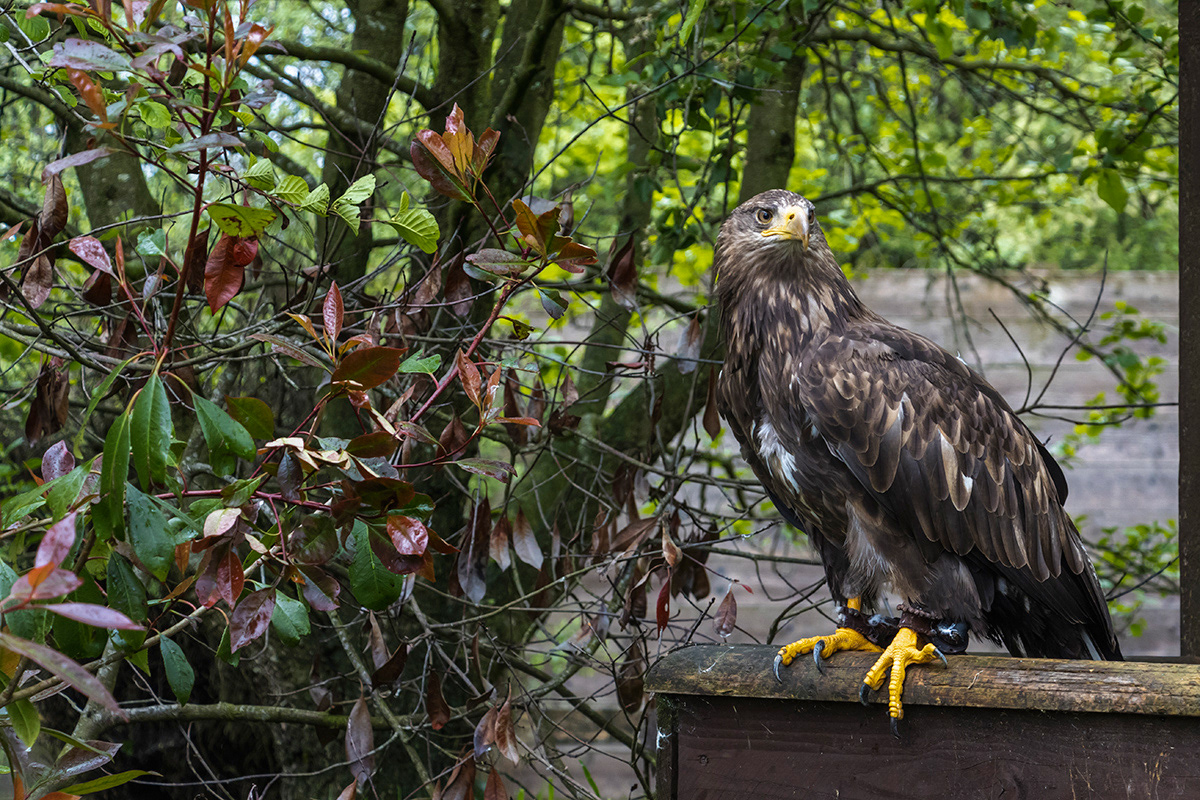 White Tailed Sea Eagle
