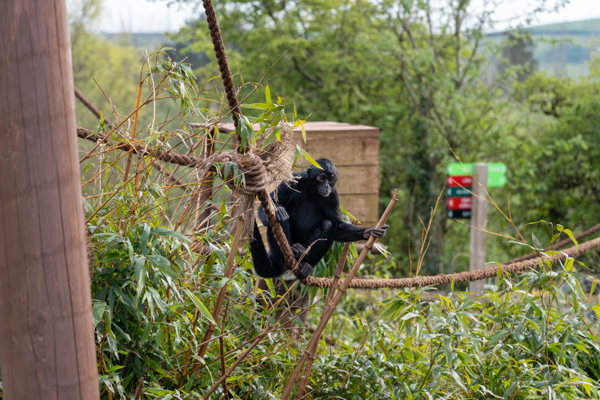 Siamang