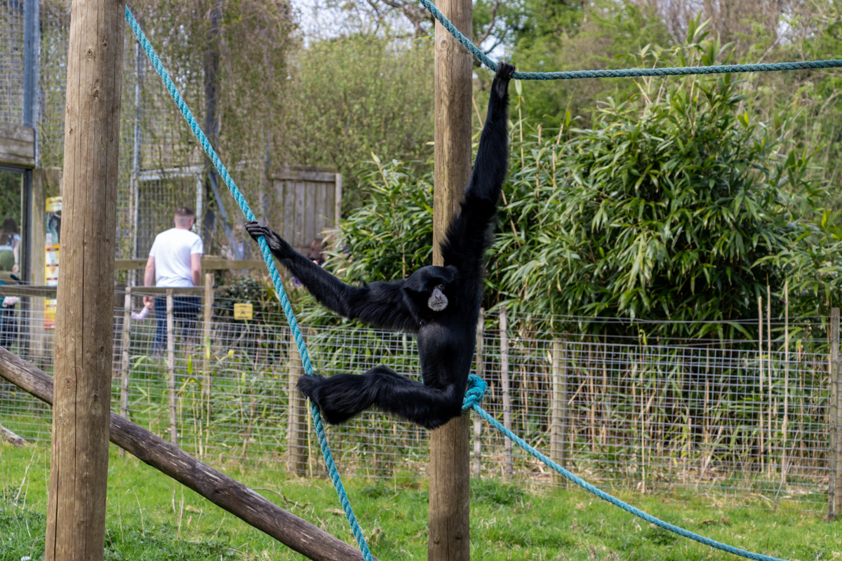 Lar Gibbon