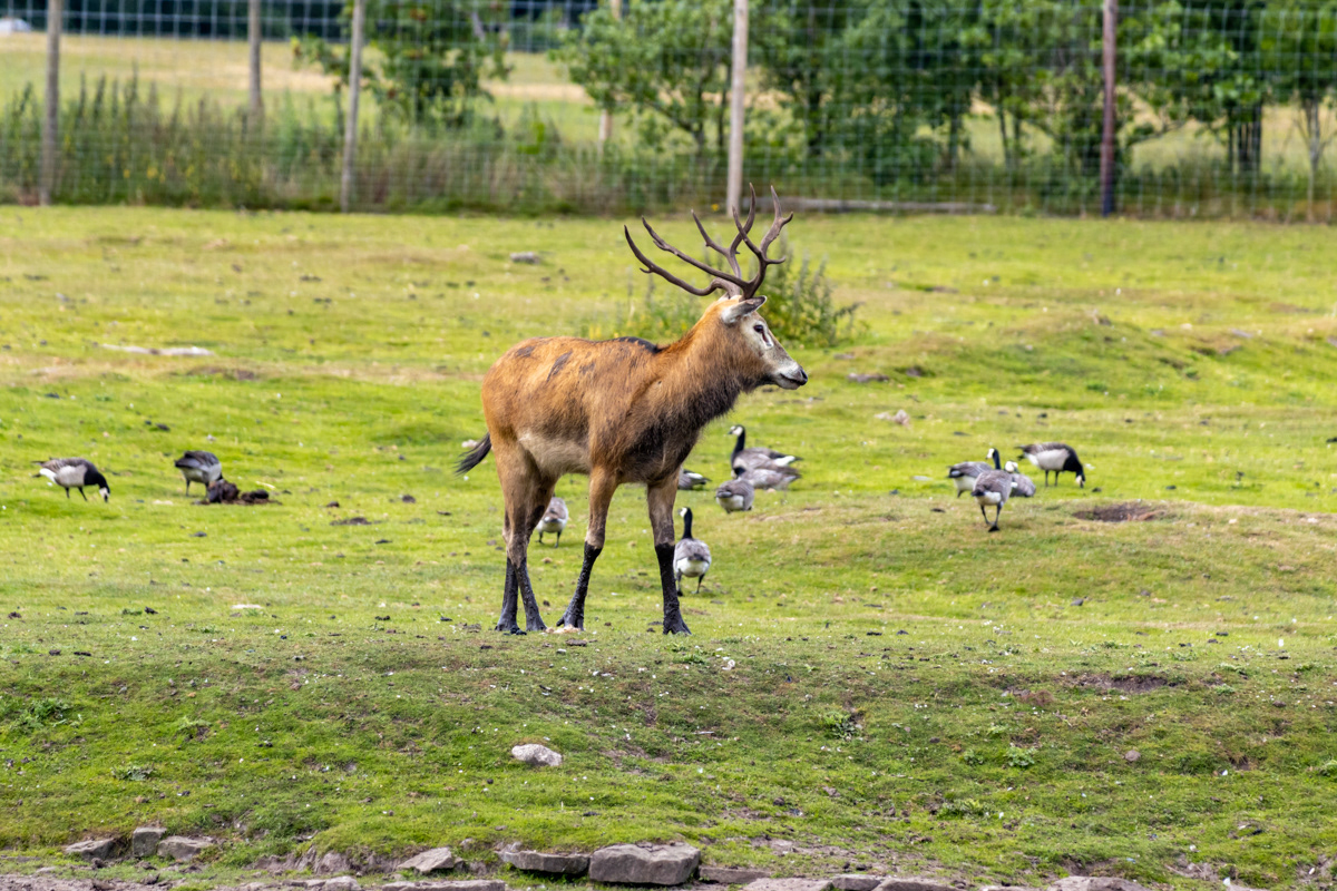 Pere David's Deer (1)