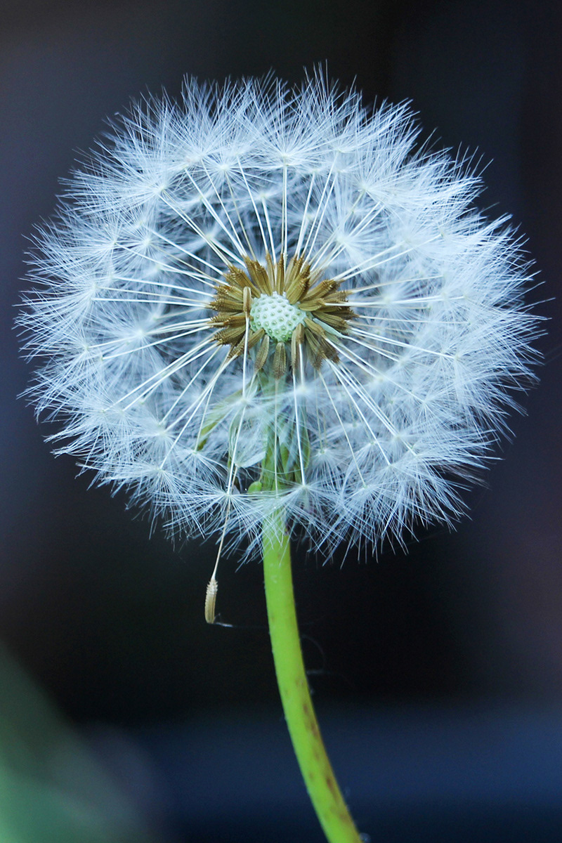 Dandelion