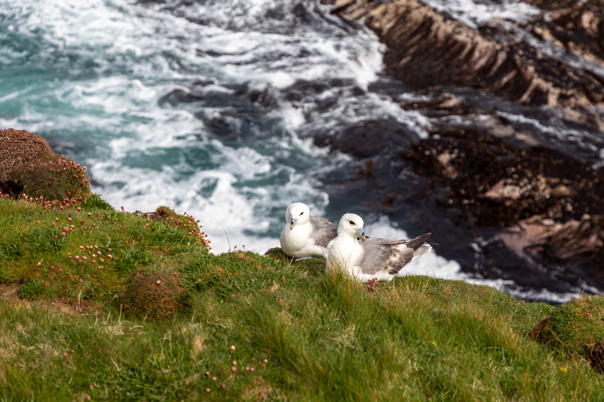 Resting Fulmars