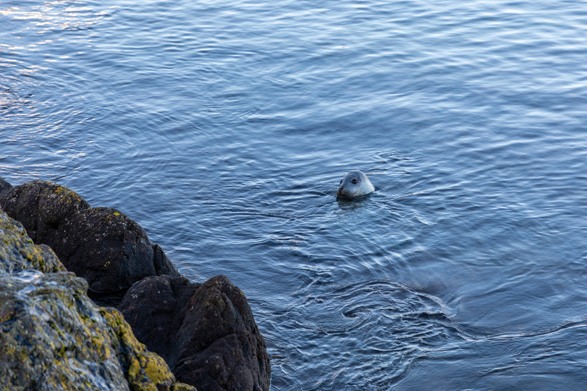 Seal, St Abbs Harbour