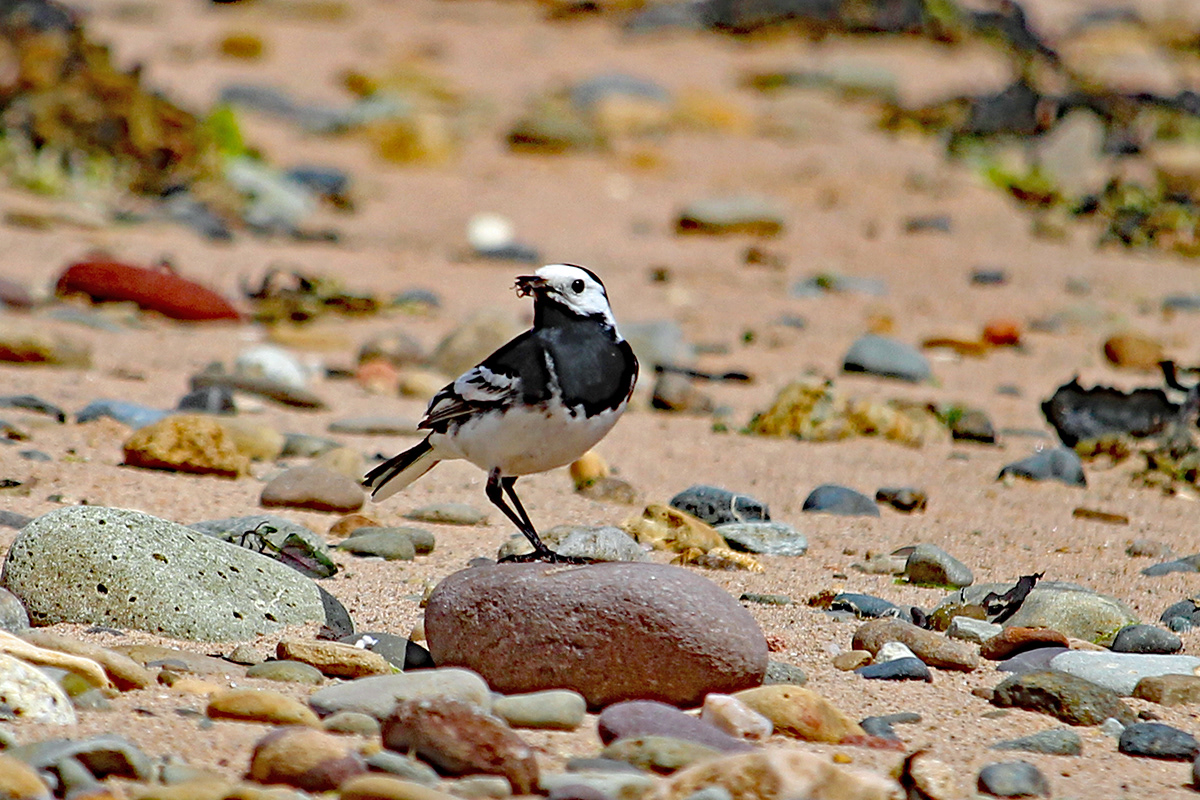 Pied Wagtail