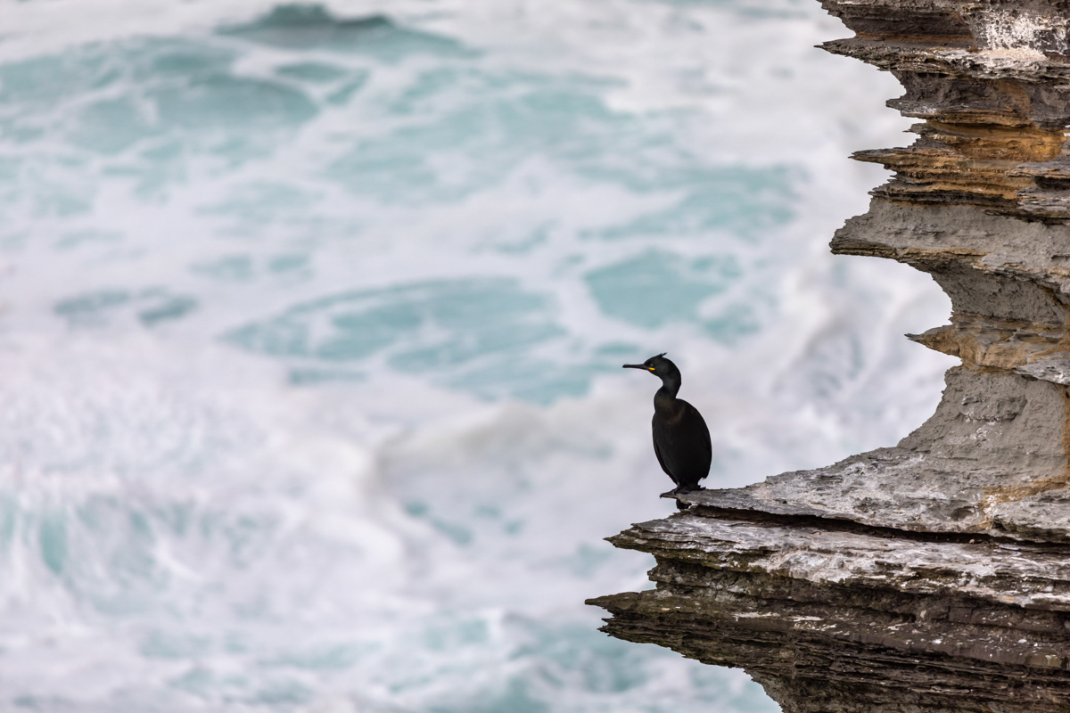 Looks a bit rough for fishing, Shag