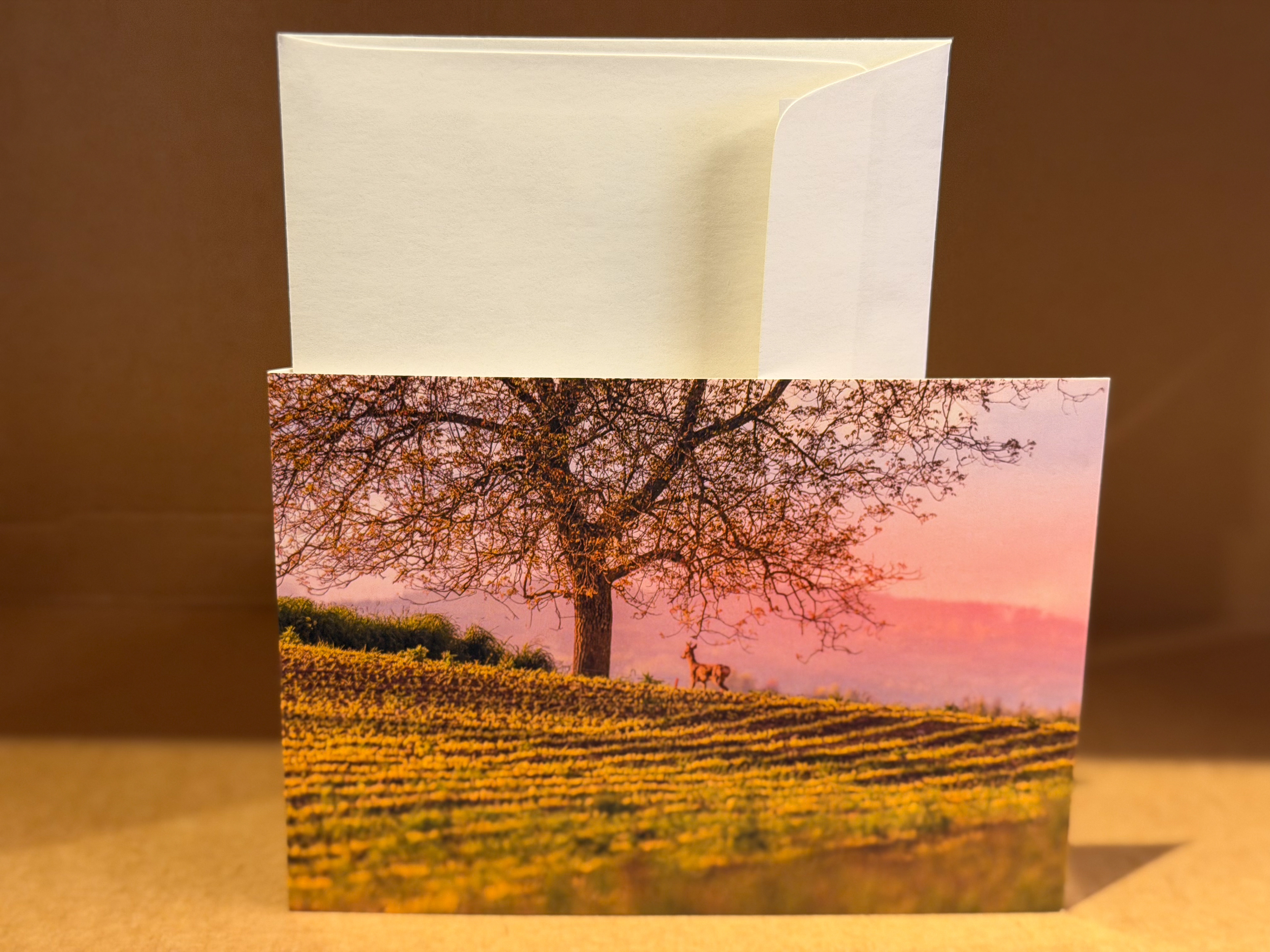 Reh geniesst den Sonnenuntergang