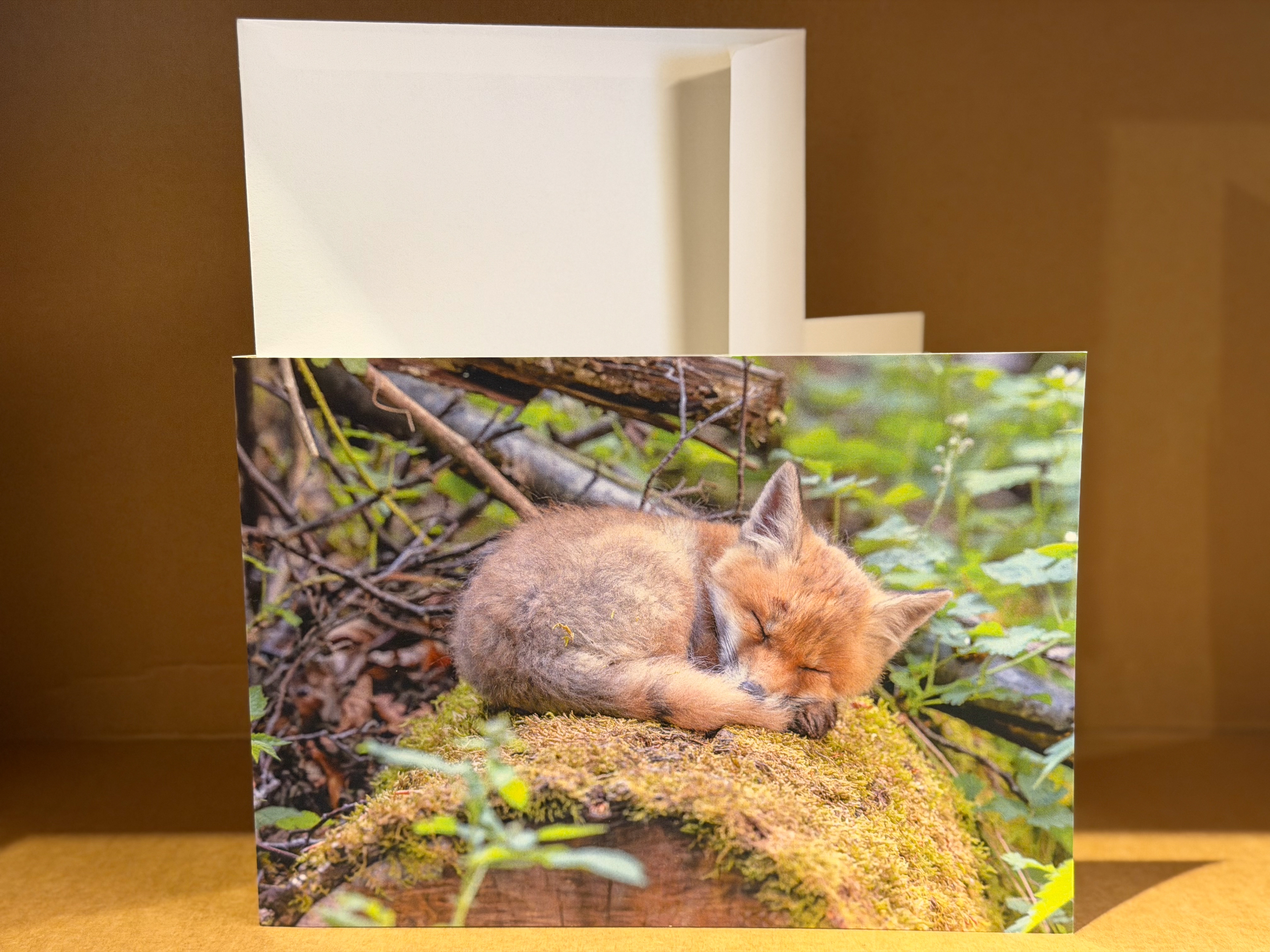 Schlafender Fuchswelpe