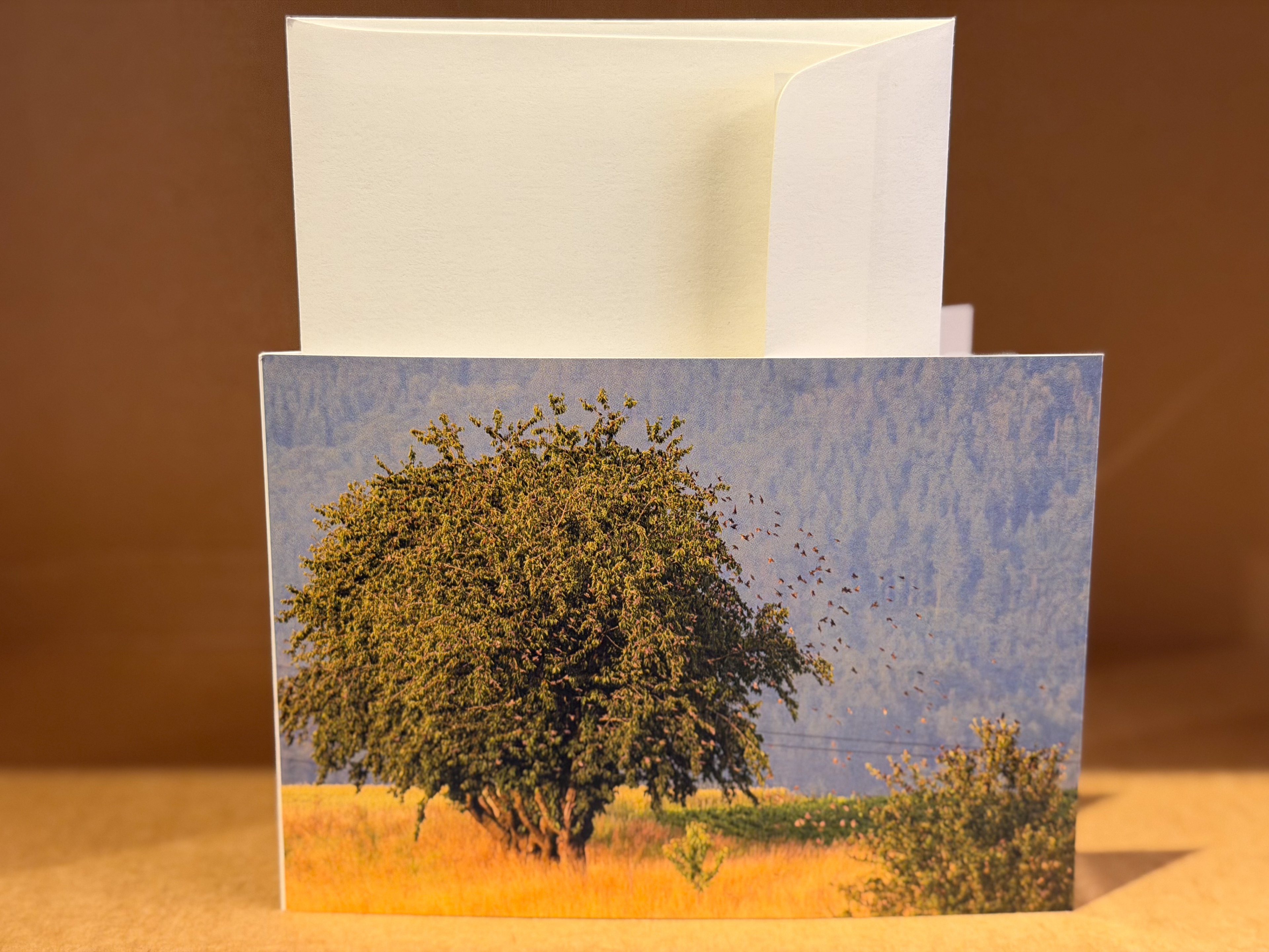 Besammlung der Stare