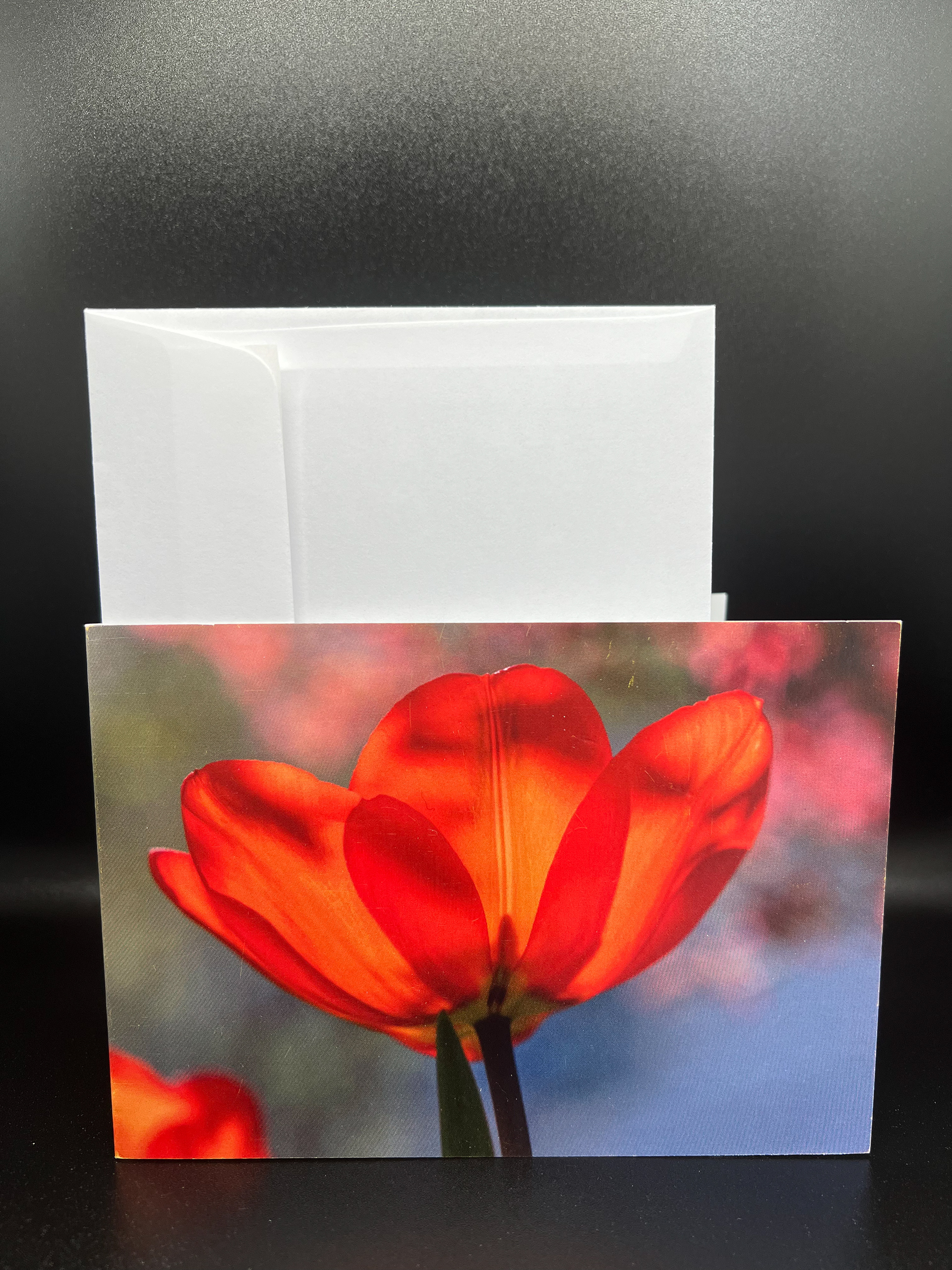 Tulpe
