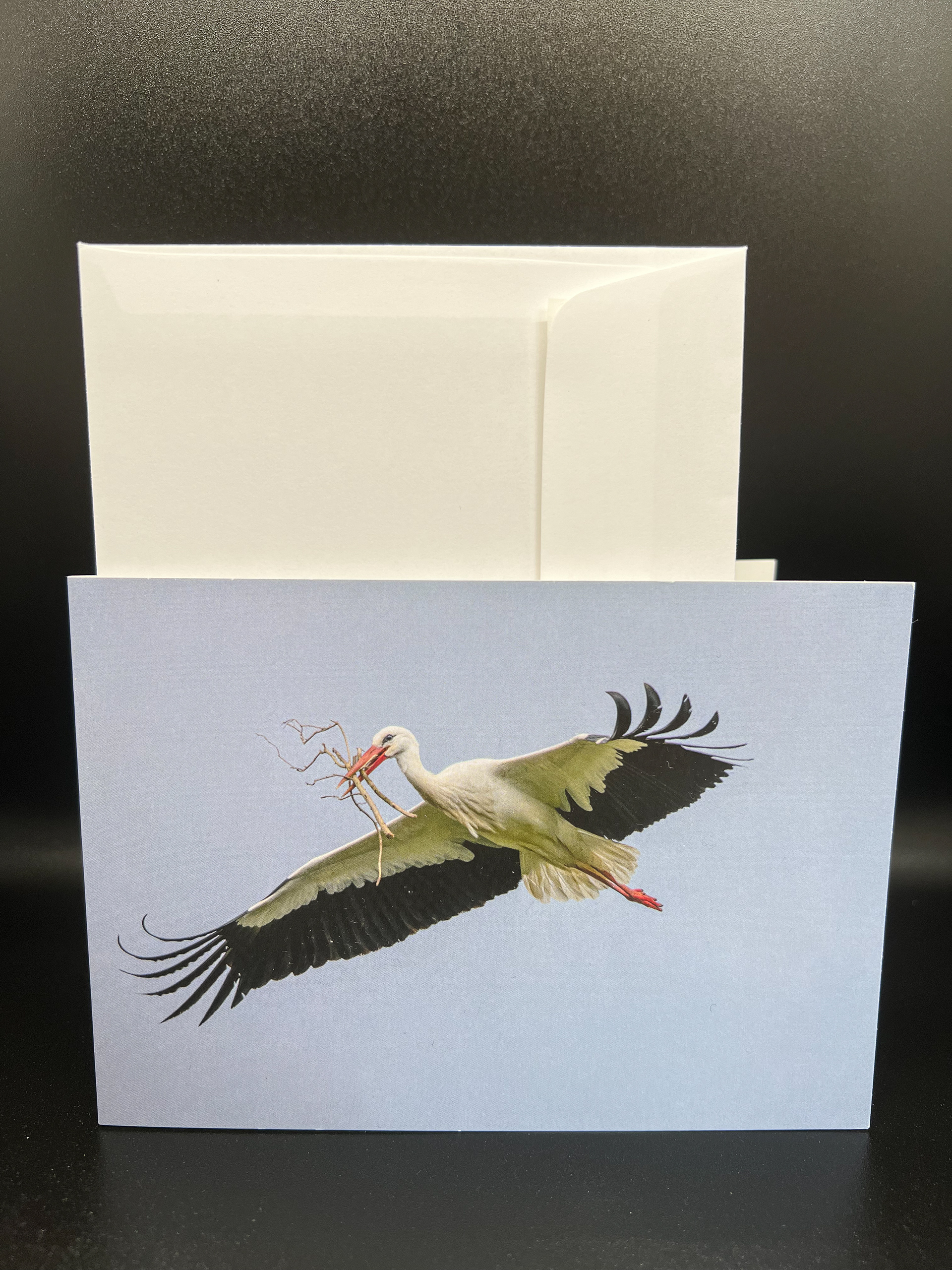 Weissstorch