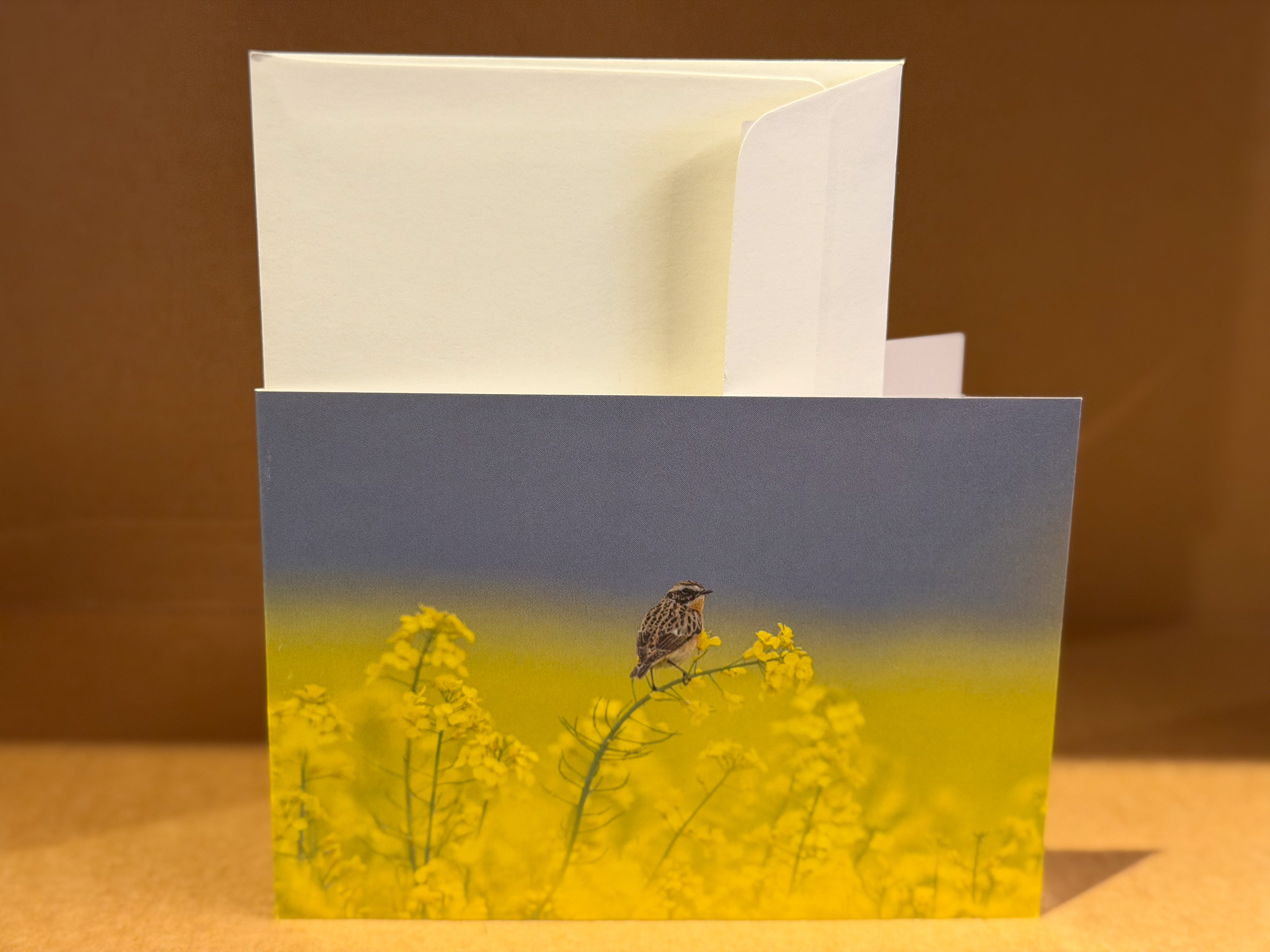 Braunkehlchen im Raps