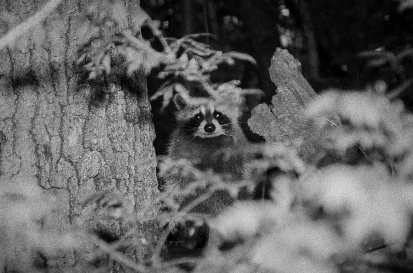 Woodland friends, 2021. Pentax K1000 x Kodak TriX.