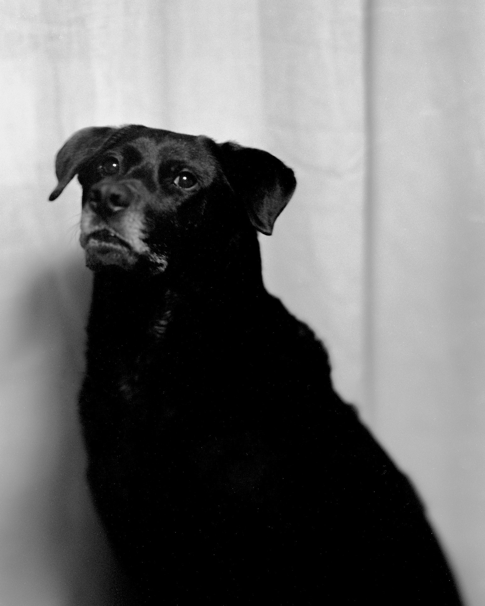 Ollie, photographed using the Mentor camera