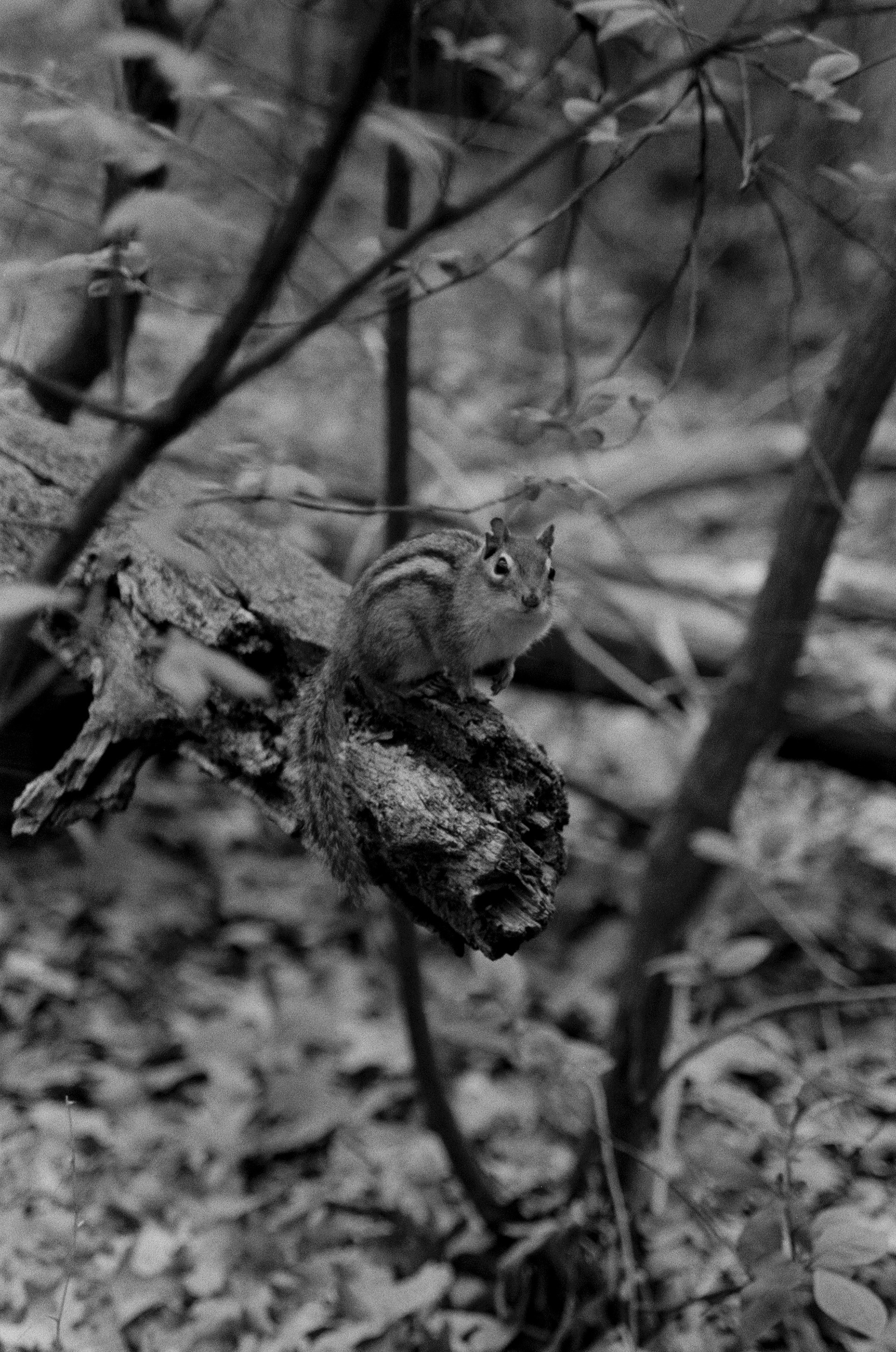 2021. Pentax K1000 x Kodak TriX.