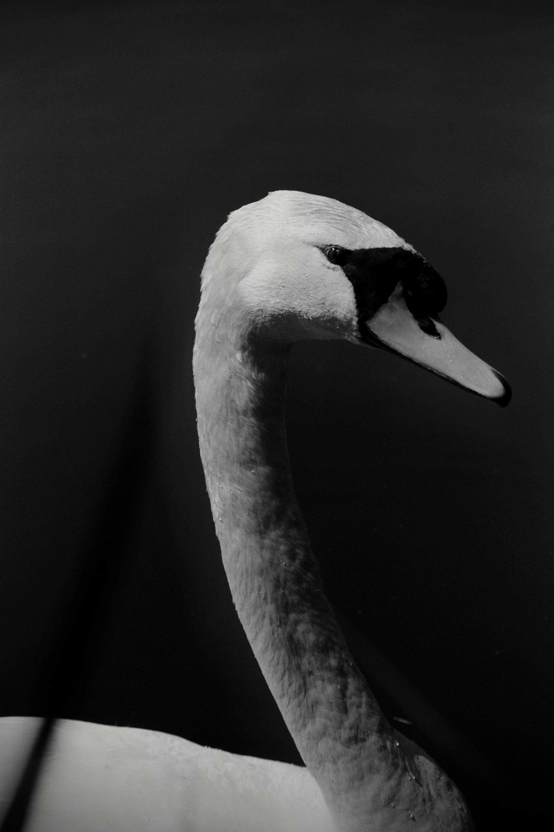 Mute Swan, 2021. Pentax K1000 x Kodak TriX.