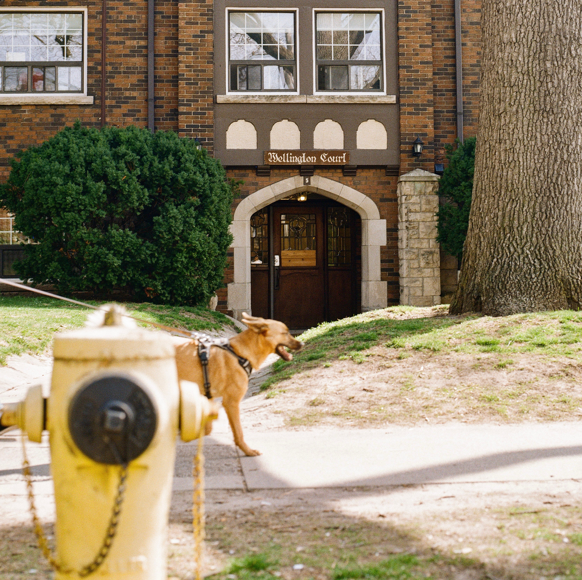 Wellington Court, 2023. Hasselblad 200 C/M x Kodak Gold, 200.