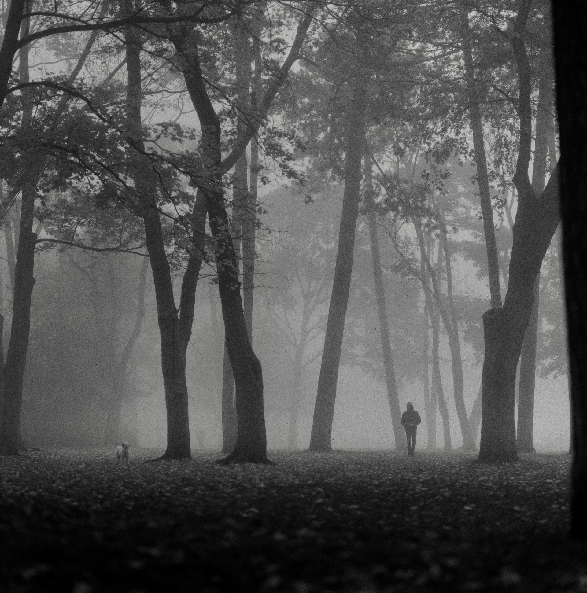 Samhain, 2022. Hasselblad 500 C/M x Fomapan 200. 