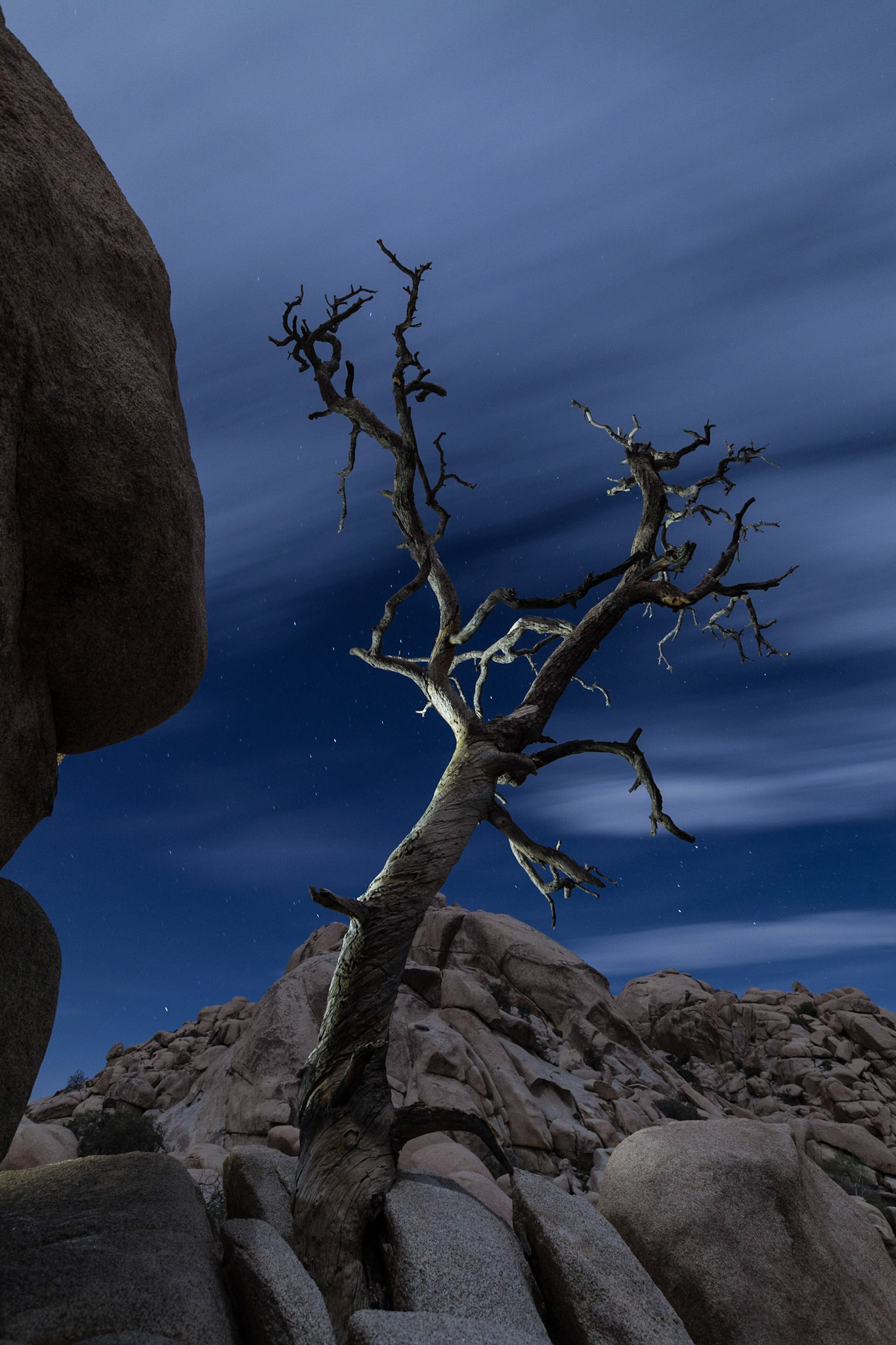 Dead Tree in the Joshua Tree National Park