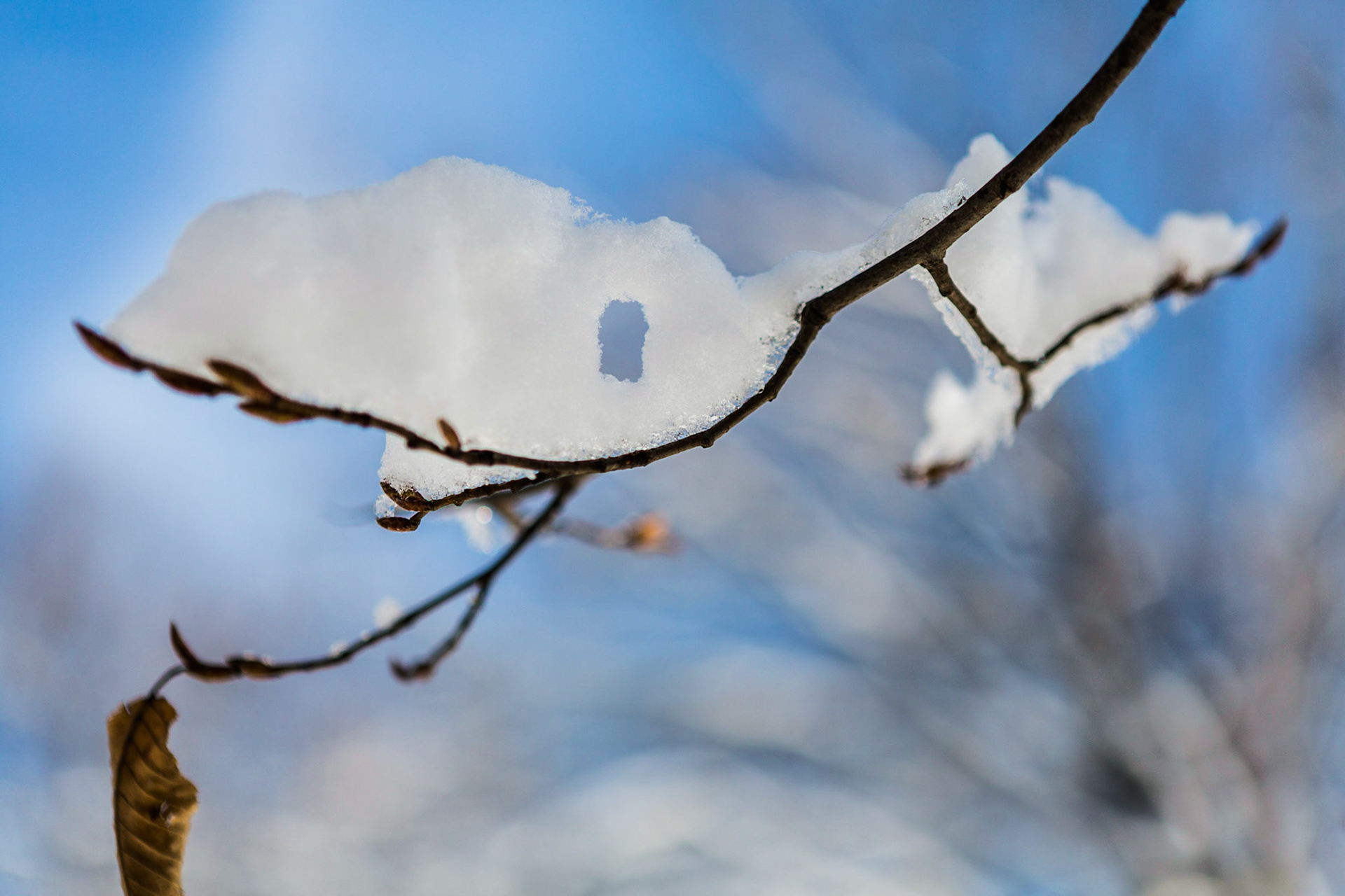 Central Park after a snowstorm in January 2014