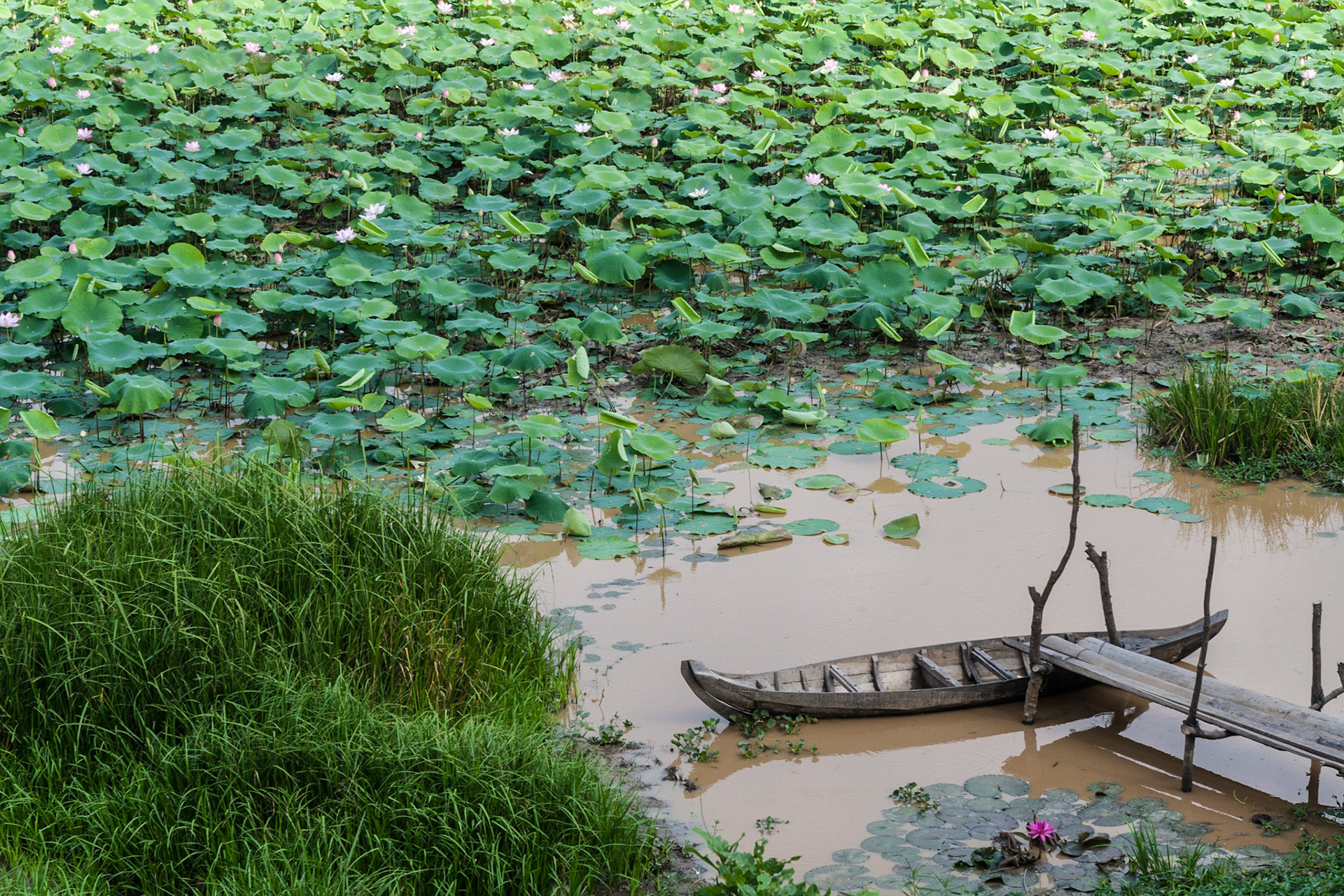 Lotus field (nelumbo nucifera) with boat and small pier near Tonle Sap Lake