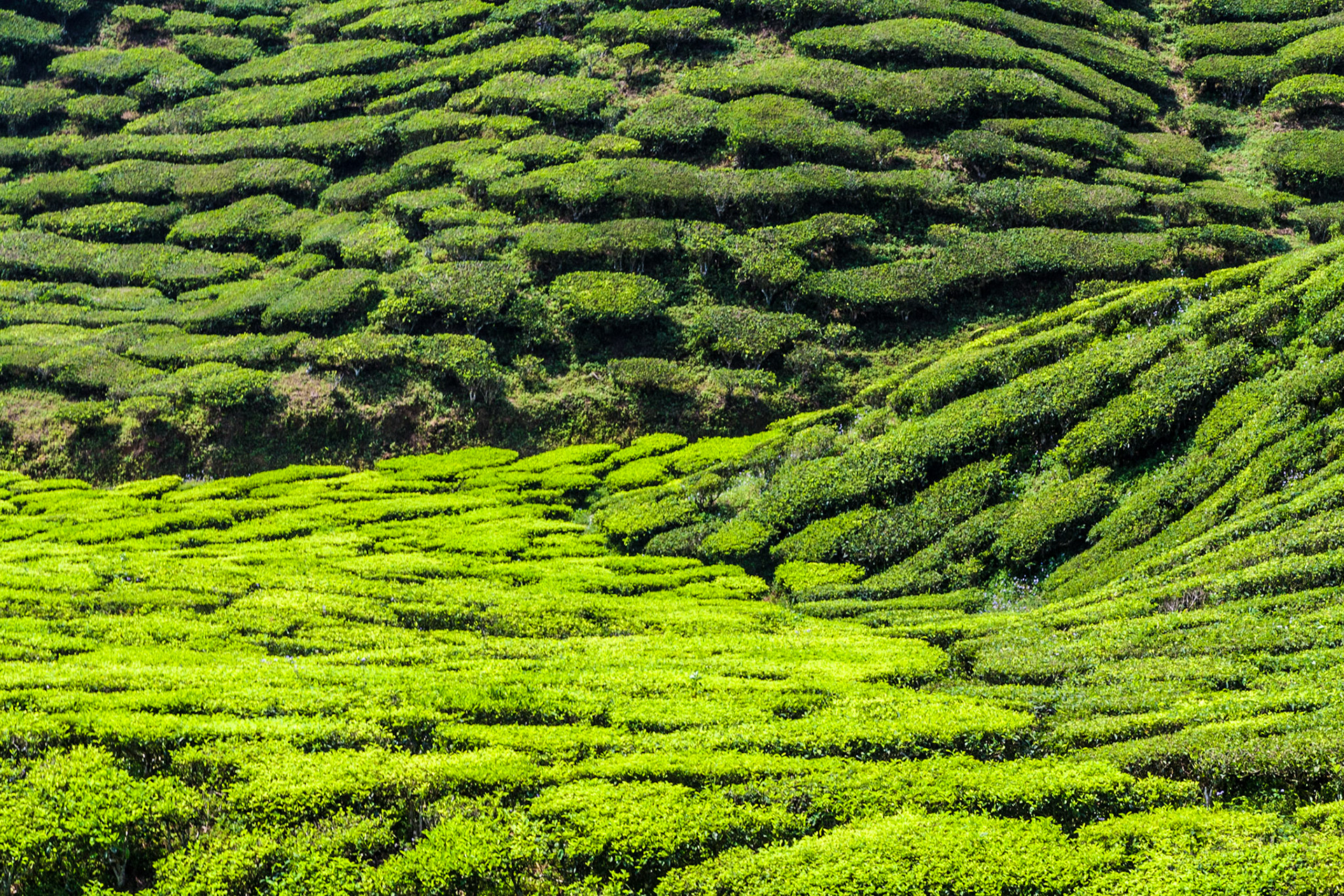 View at the Cameron Bharat Tea Estate in Tanah Rata/Cameron Highlands, Malaysia