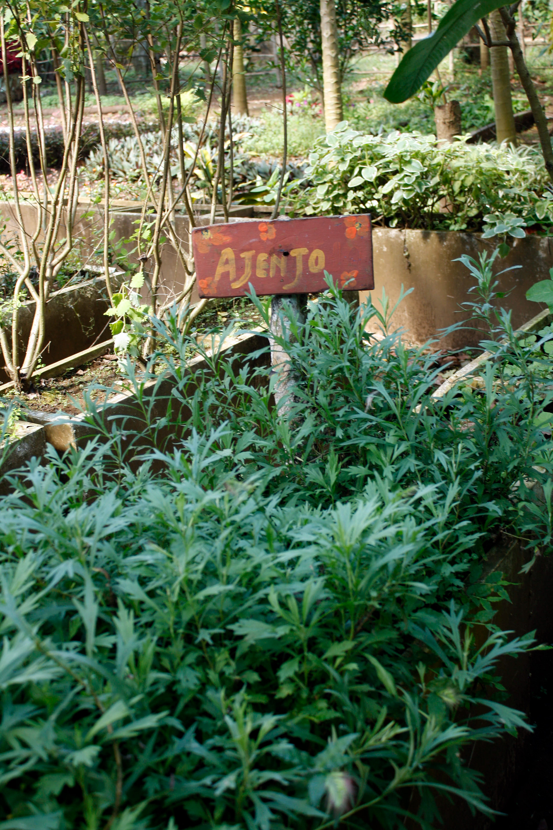 medicinal herbs