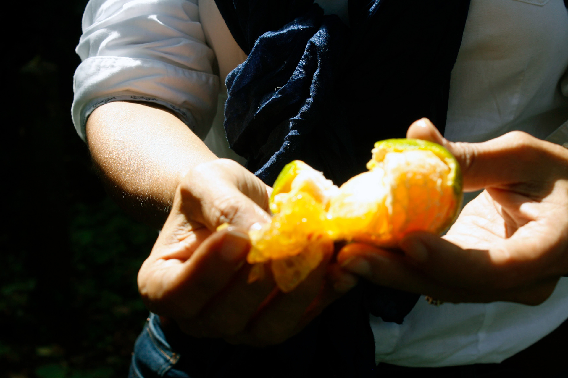 fresh fruit
