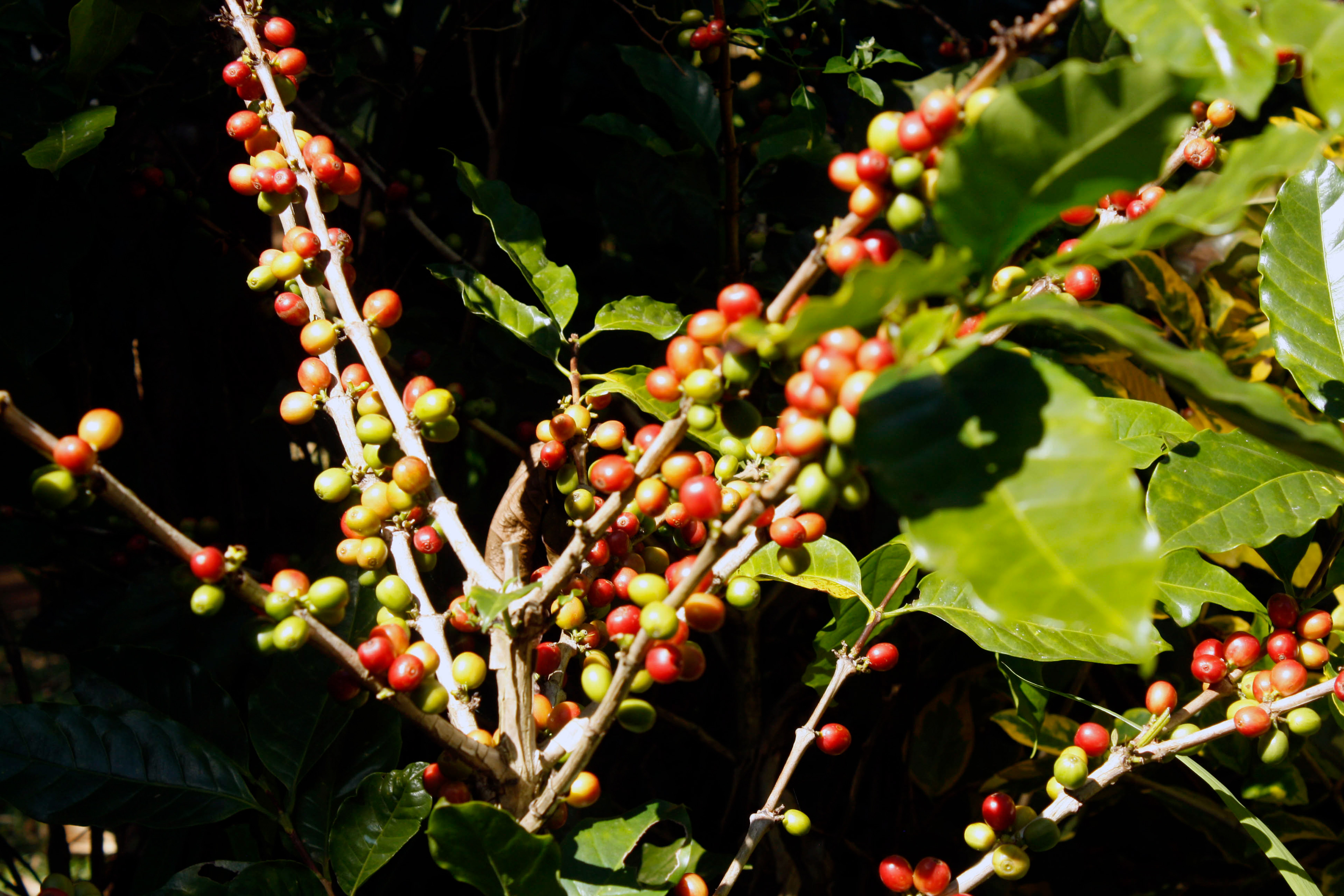 coffee grown in the shade