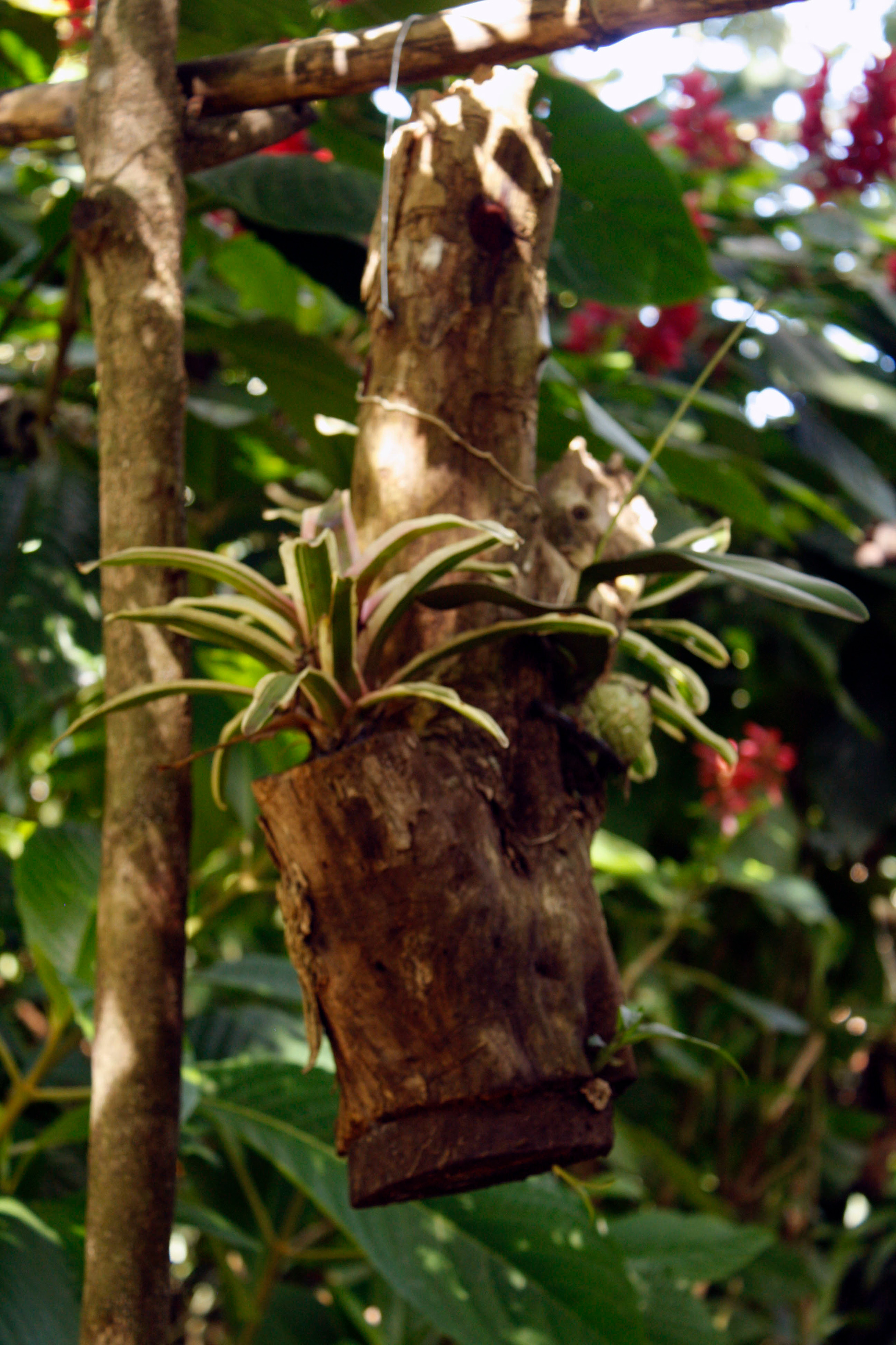 orchid and bromeliad sanctuary