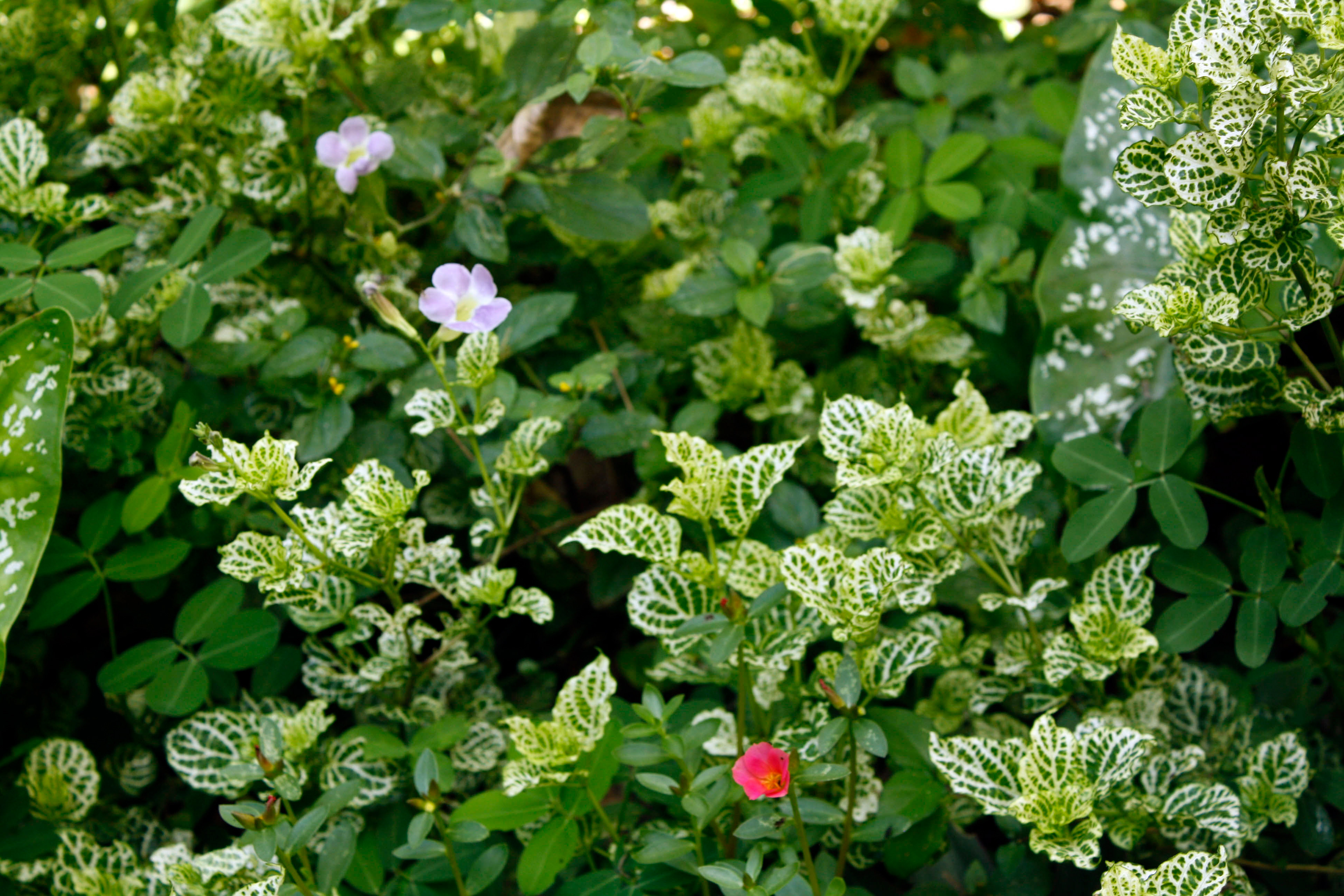 lush gardens