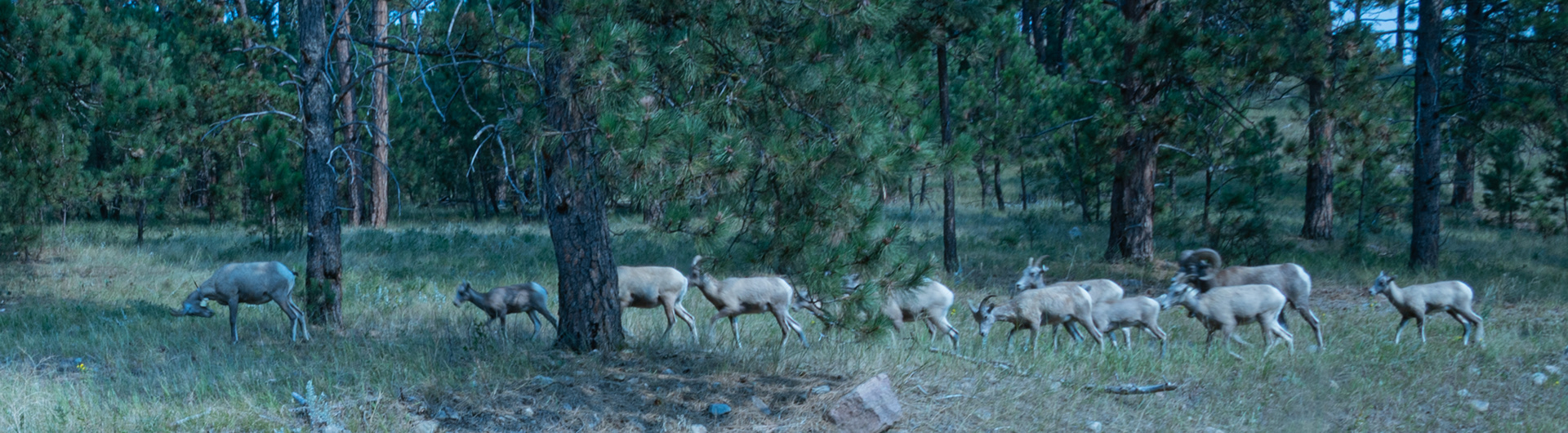 Big horn sheep