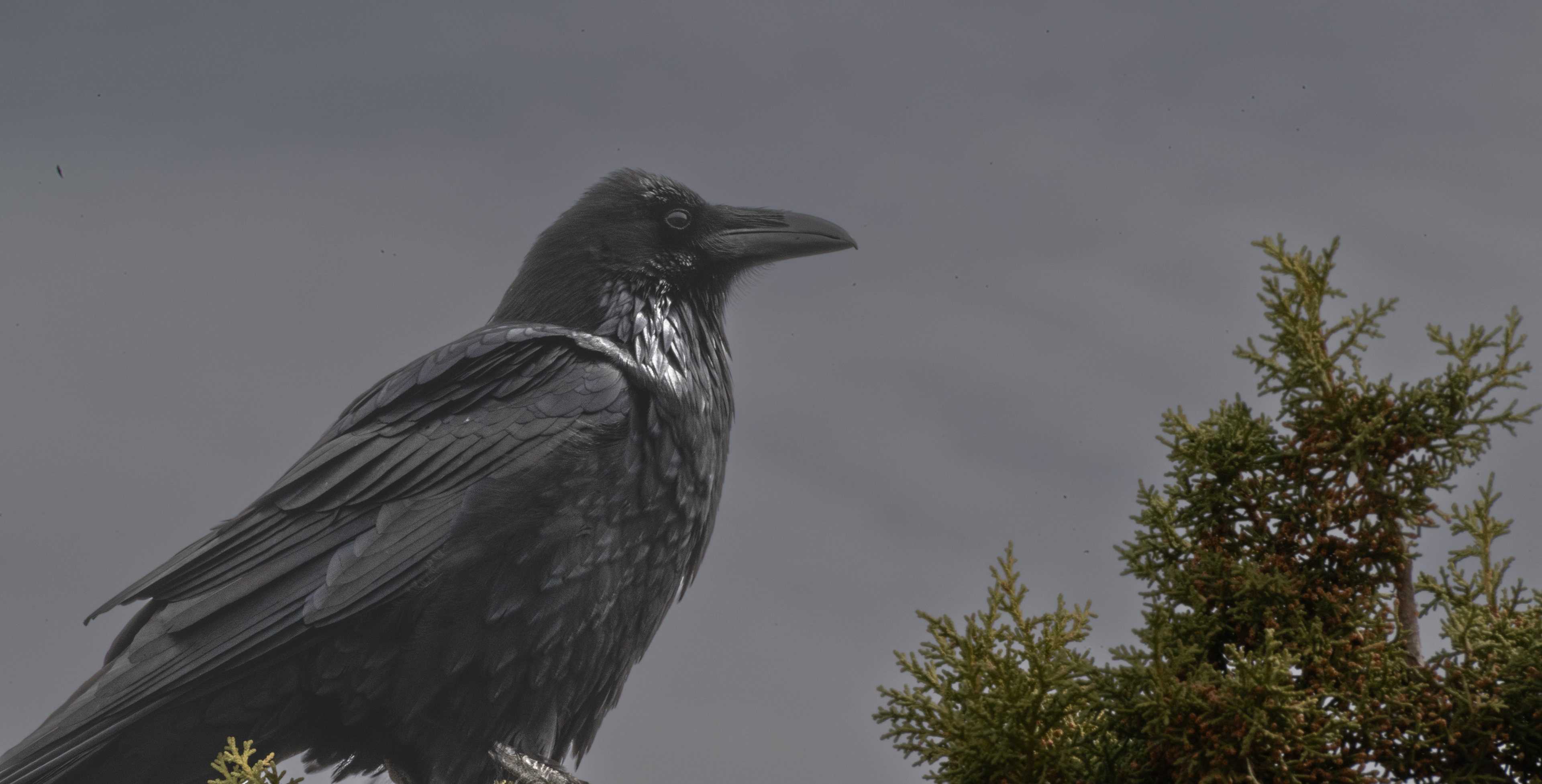 Raven at Navajo Point