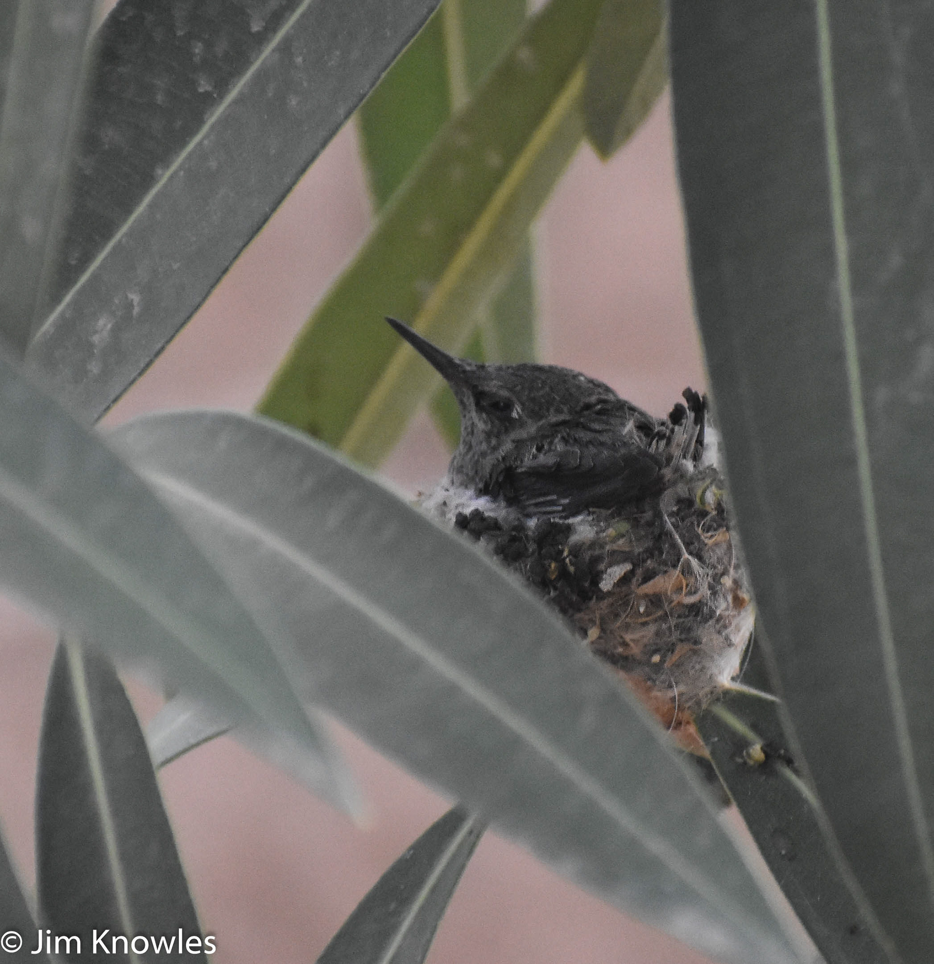 Poking it's head out