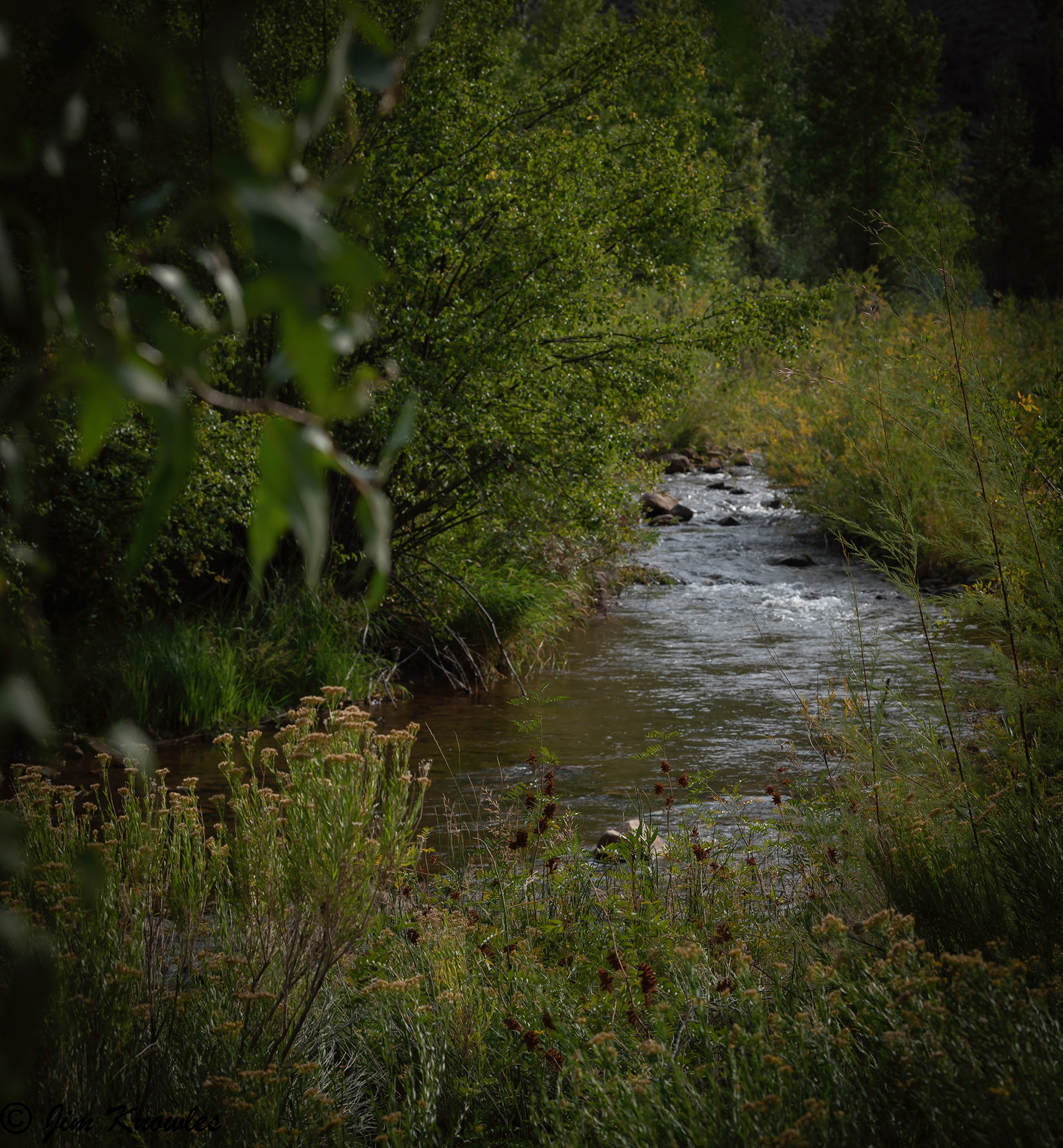Peaceful stream